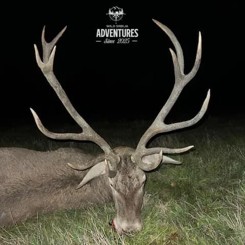 Selektivni lov Jelenske divljači i Divljih Svinja - Madjarska 2026/27