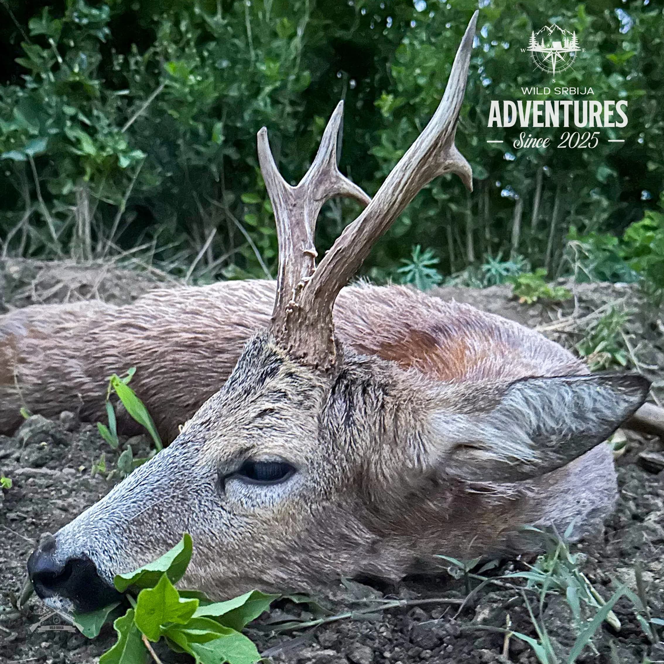 Lov Srndaća u Vojvodini - 2 lovna dana (2:1 - dva lovca i jedan pratilac) - 2026/27 2