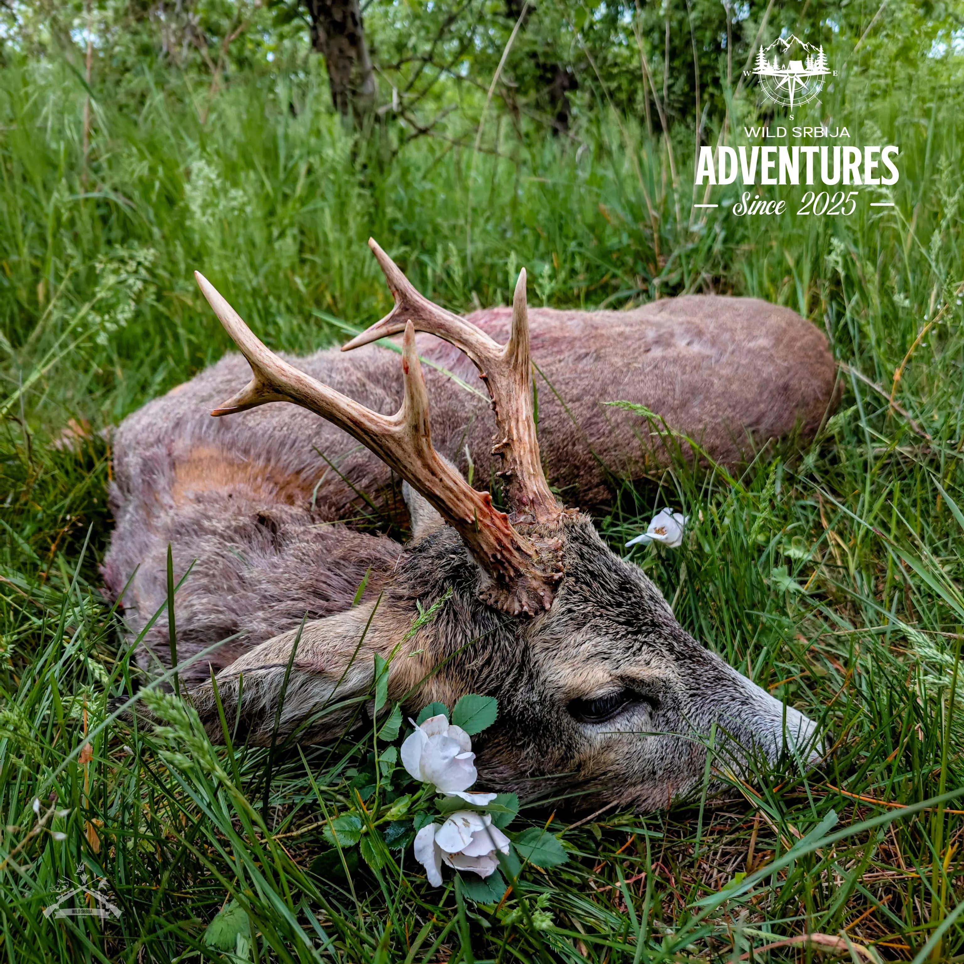 Lov Srndaća u Vojvodini - 2 lovna dana (2:1 - dva lovca i jedan pratilac) - 2026/27 3