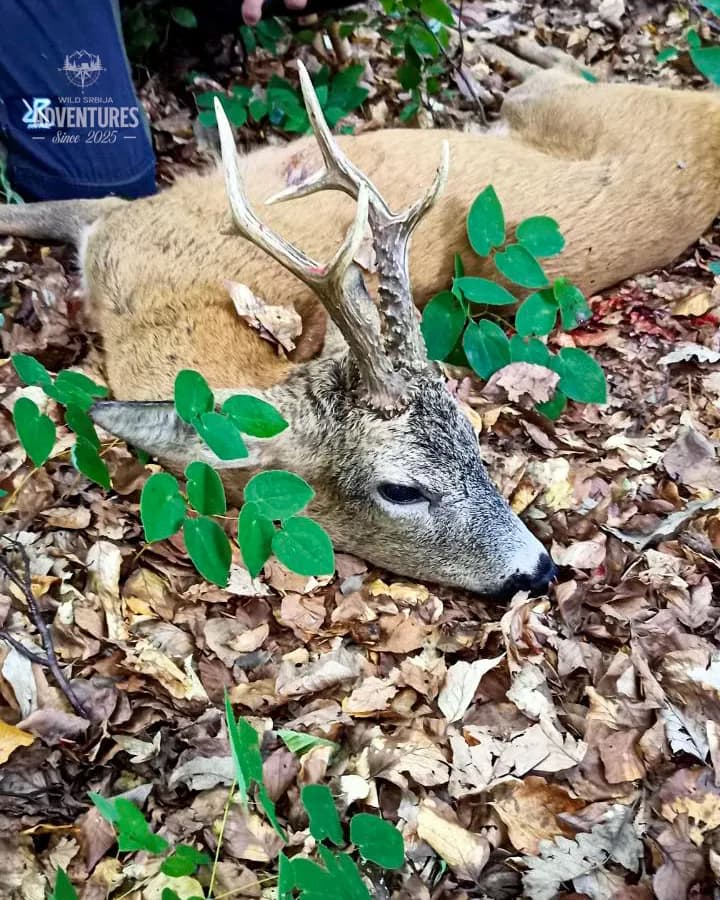 Planinski Lov Srndaća - No Limit (All Inclusive) 4