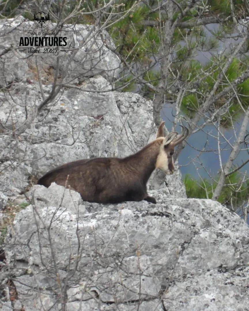 Planinski Lov Divokoze u Republici Srpskoj u 2026/2027 3