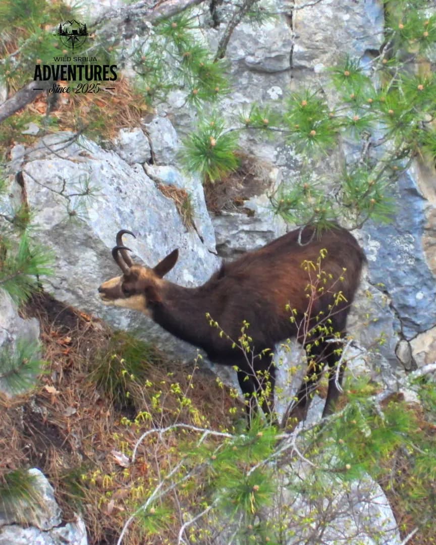 Planinski Lov Divokoze u Republici Srpskoj u 2026/2027 4