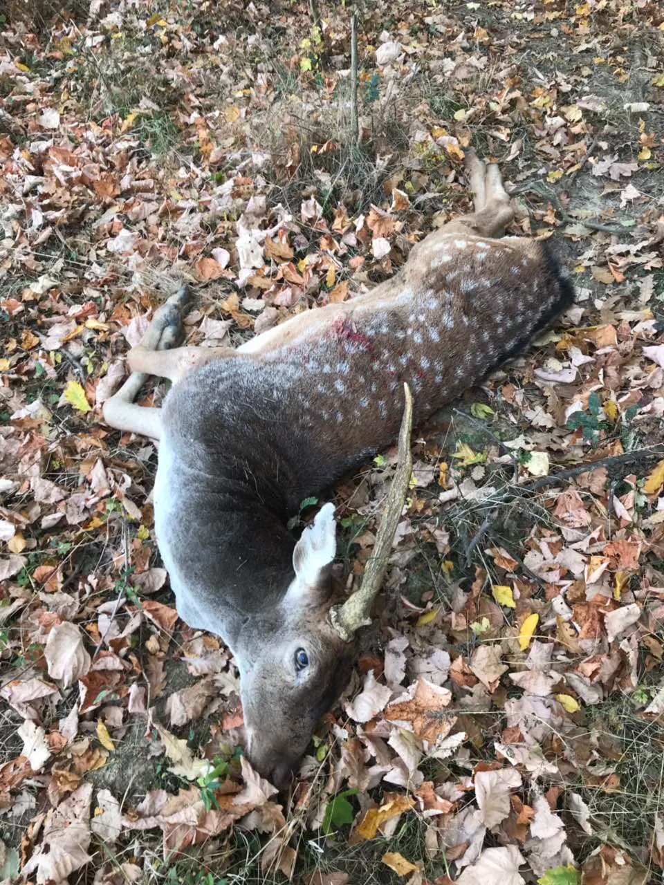 Lopatar do 2kg + 2 Košute - selektivni lov 2