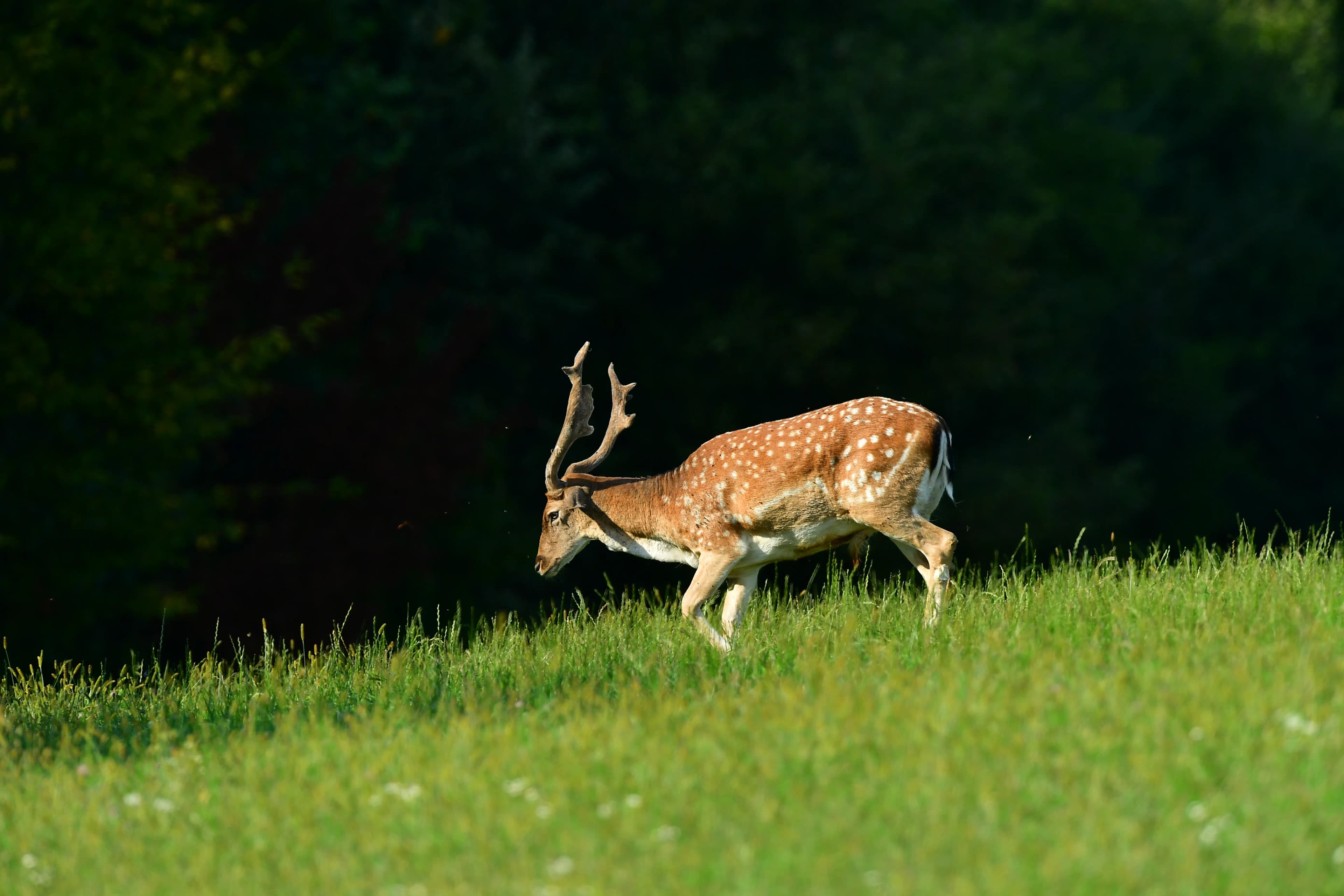 Lopatar do 2kg + 2 Košute - selektivni lov 5