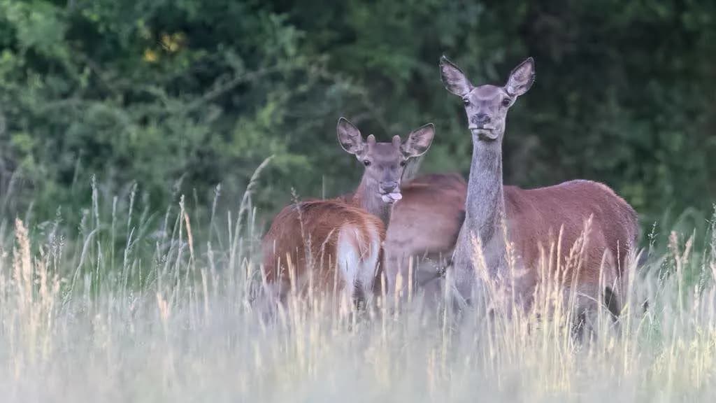 Selektivni lov Netrofejne Jelenske divljači - 8 Odstrela