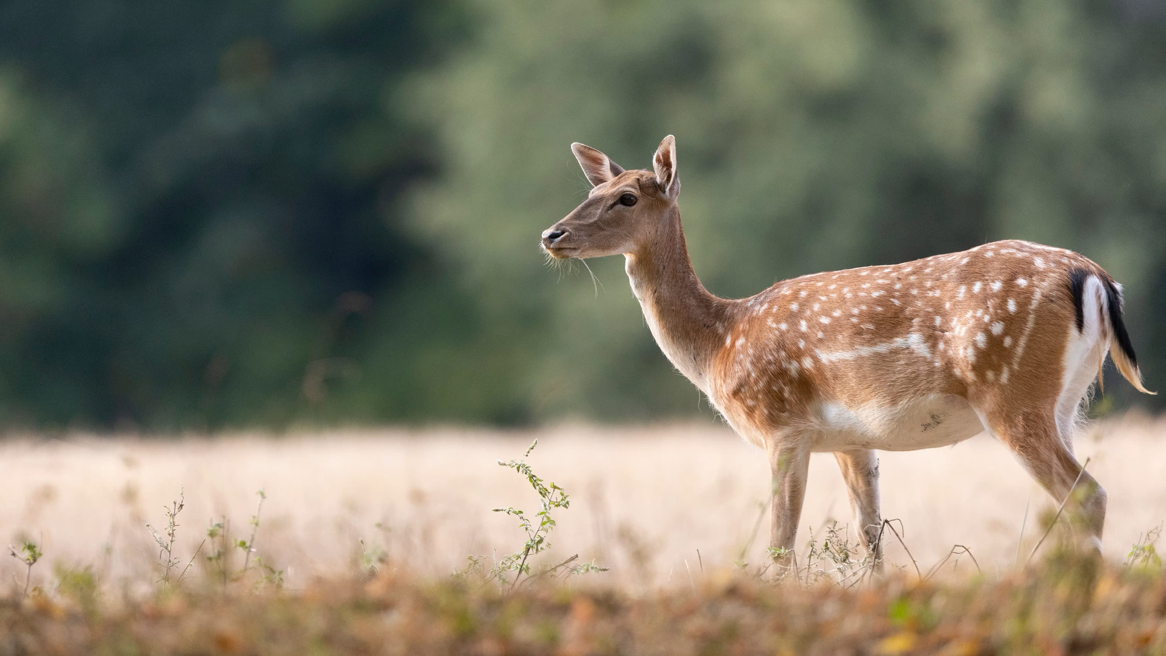 Selektivni lov Netrofejne Jelenske divljači - 8 Odstrela 2