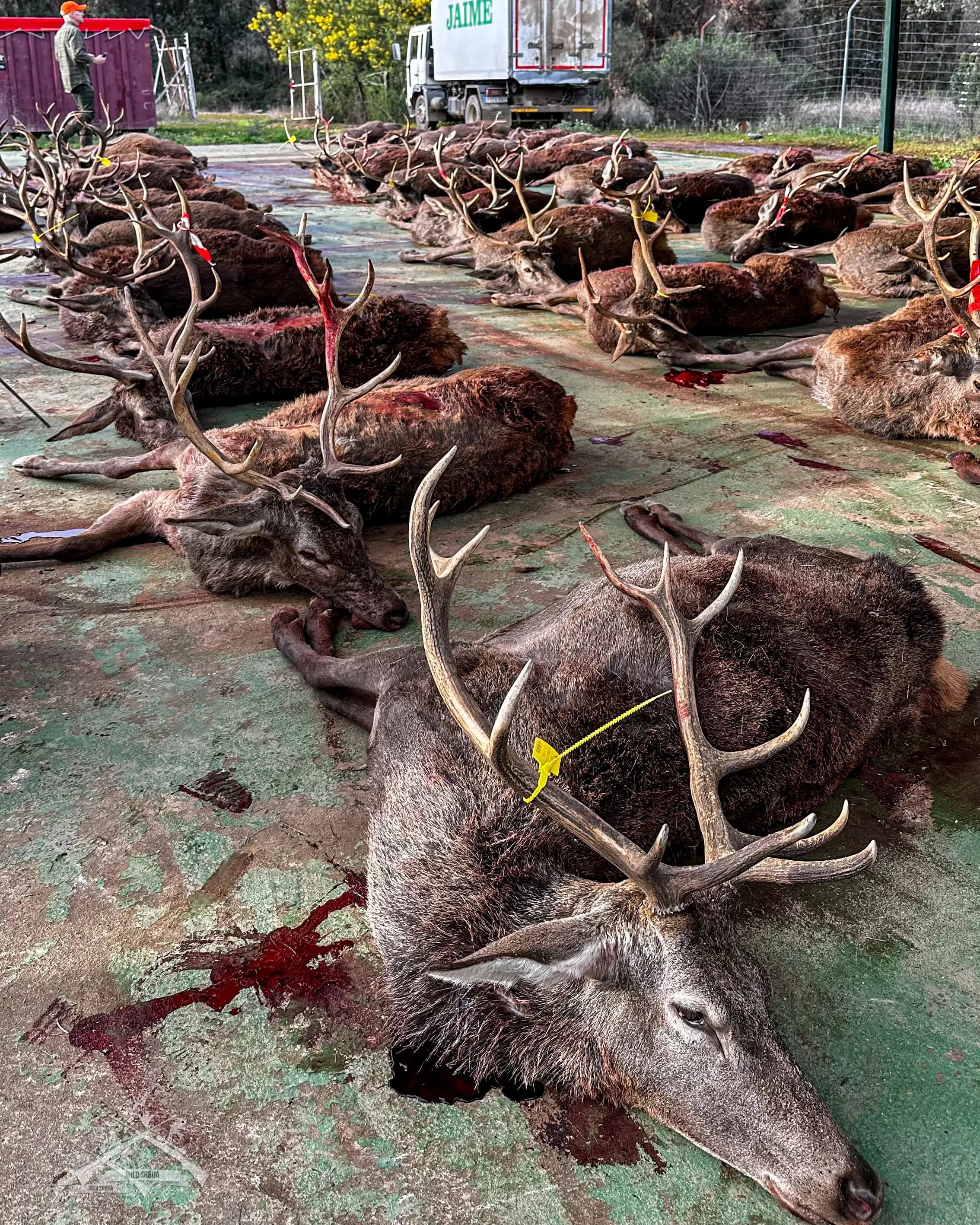 Monteria - Španija Februar 2026 06 - 09.02.2026 10