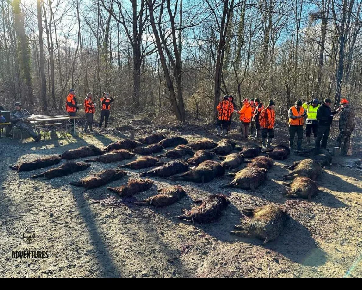 Pogonski Lov na Divlje Svinje - Hrvatska 12 - 14.12.2025 2