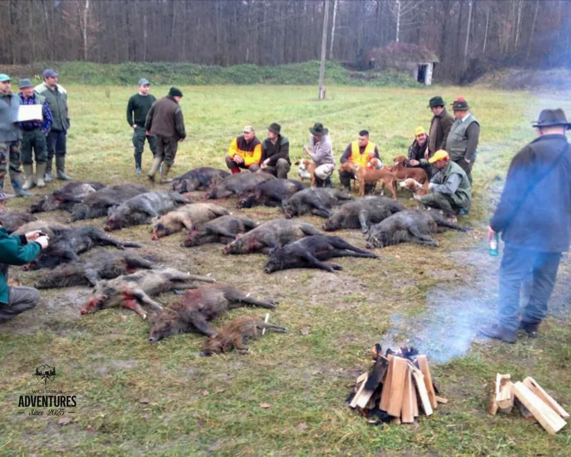 Pogonski Lov na Divlje Svinje - Hrvatska 12 - 14.12.2025 3