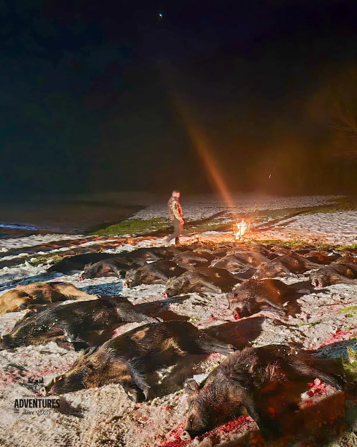 Pogonski Lov na Divlje Svinje - Hrvatska 12 - 14.12.2025