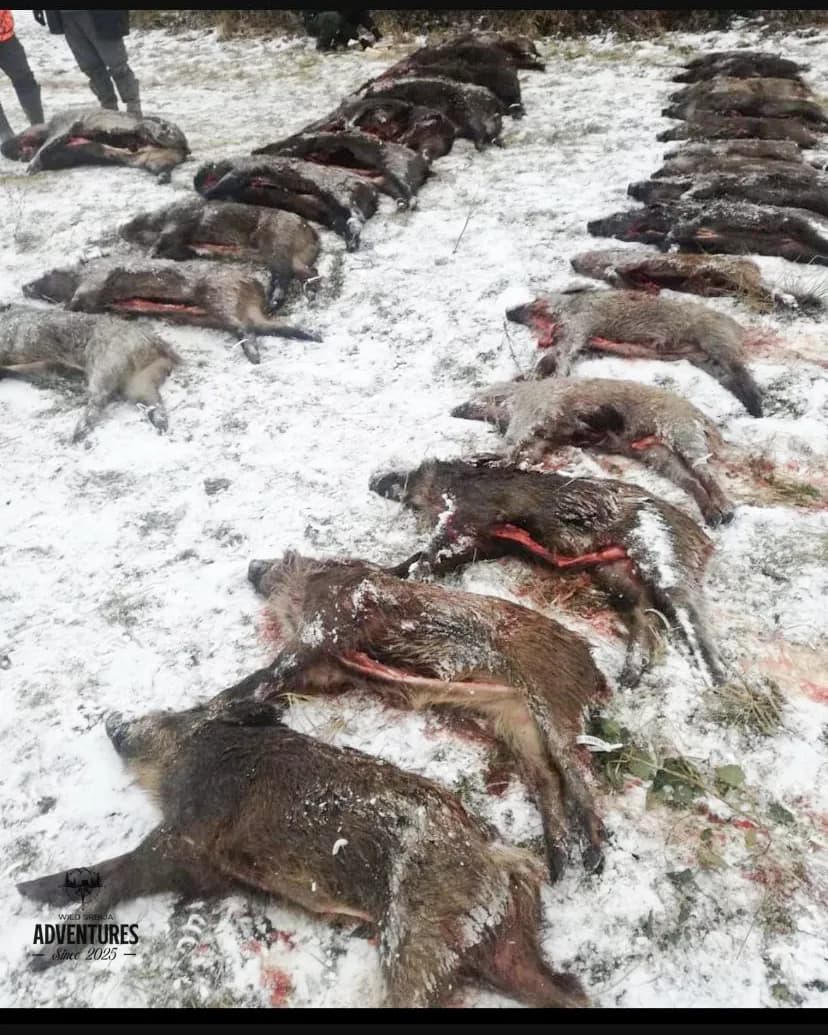 Pogonski Lov na Divlje Svinje - Hrvatska 12 - 14.12.2025 4