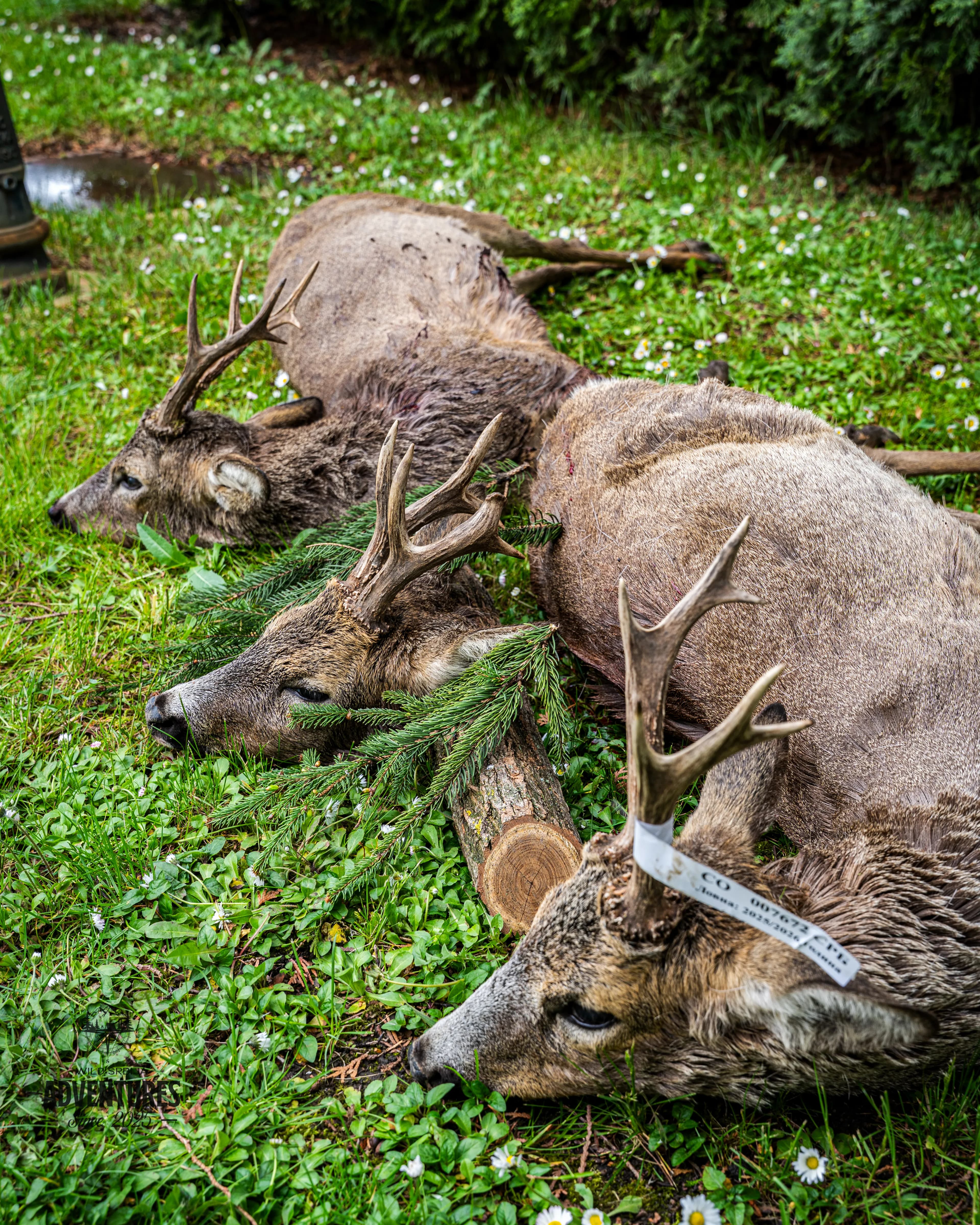 Lov Srndaća u Vojvodini - 2 lovna dana (1:1) - 2026/27