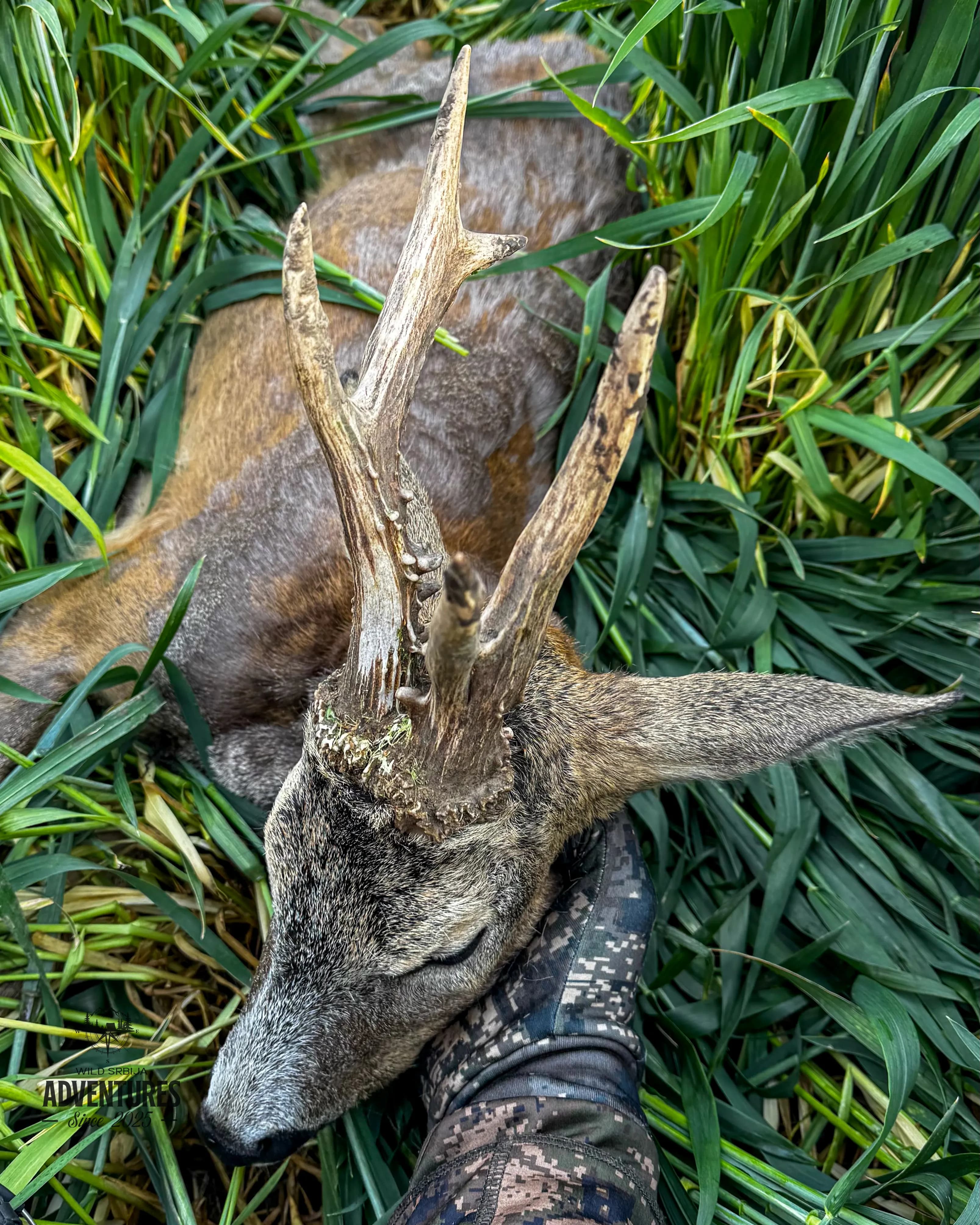 Lov Srndaća u Vojvodini - 2 lovna dana (2:1 - dva lovca i jedan pratilac) - 2026/27 4