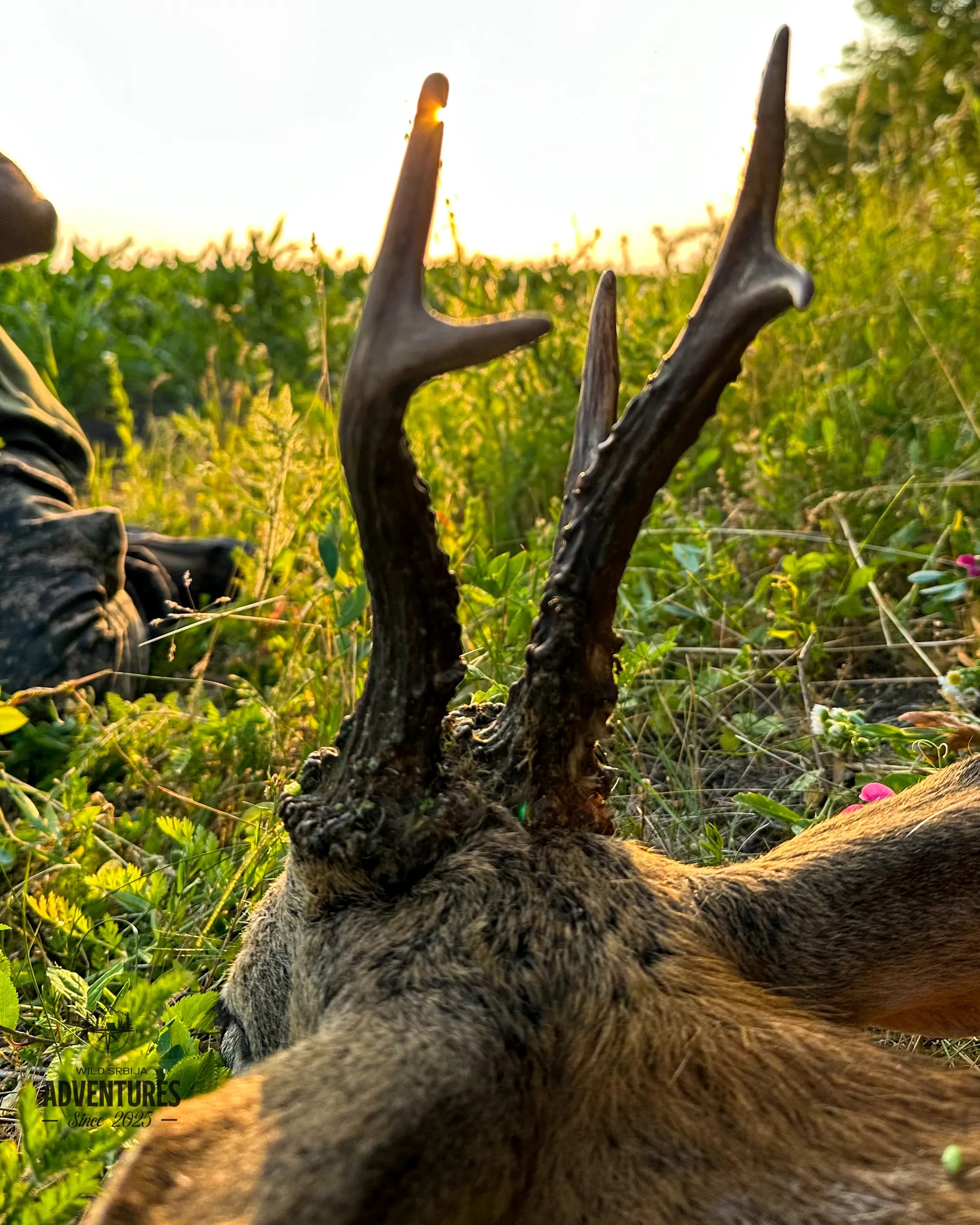 Lov Srndaća u Vojvodini - 2 lovna dana (2:1 - dva lovca i jedan pratilac) - 2026/27 7