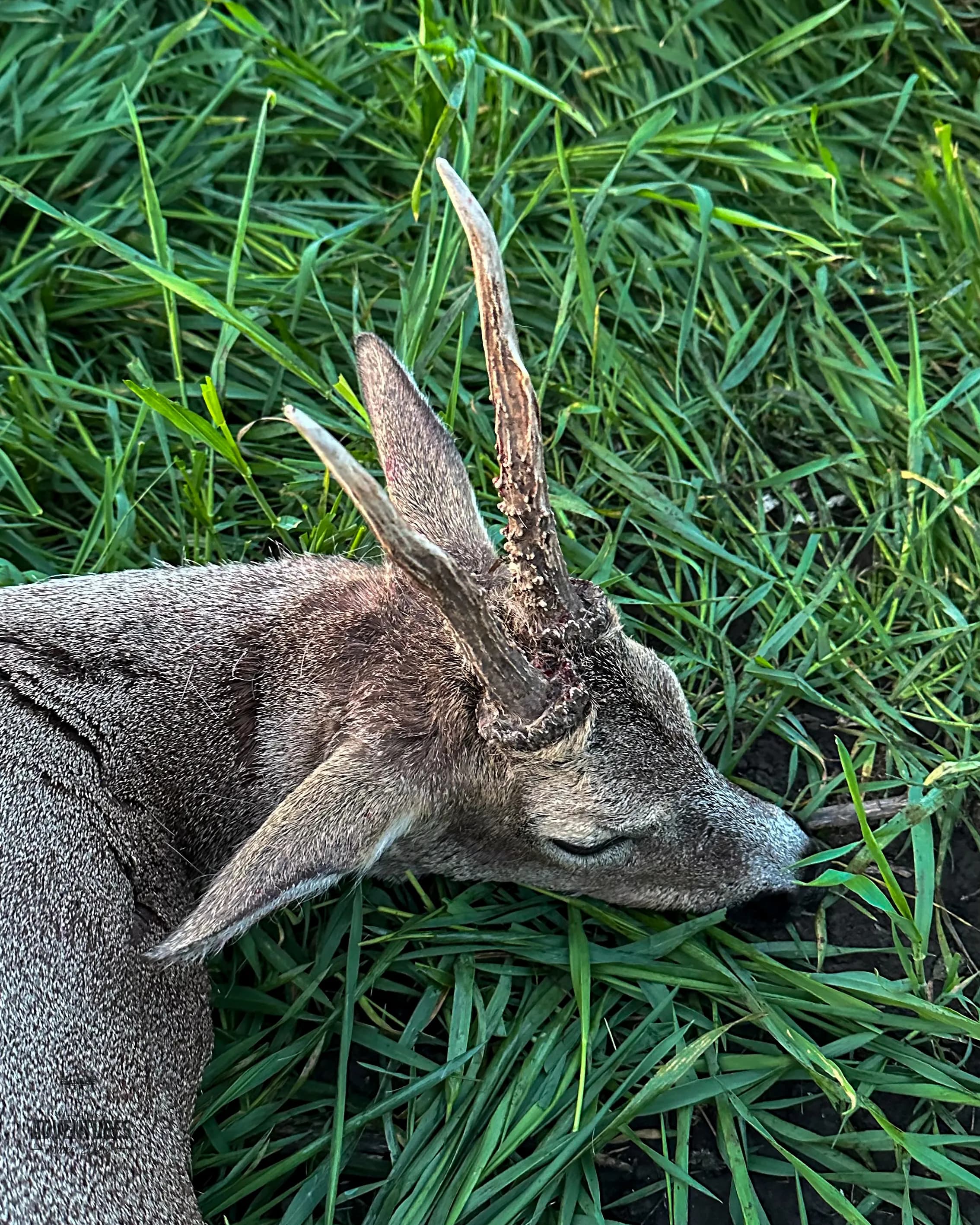 Lov Srndaća u Vojvodini - 2 lovna dana (2:1 - dva lovca i jedan pratilac) - 2026/27 9