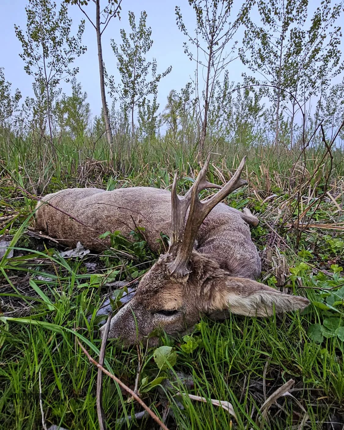 Lov Srndaća u Vojvodini - 2 lovna dana (2:1 - dva lovca i jedan pratilac) - 2026/27 10