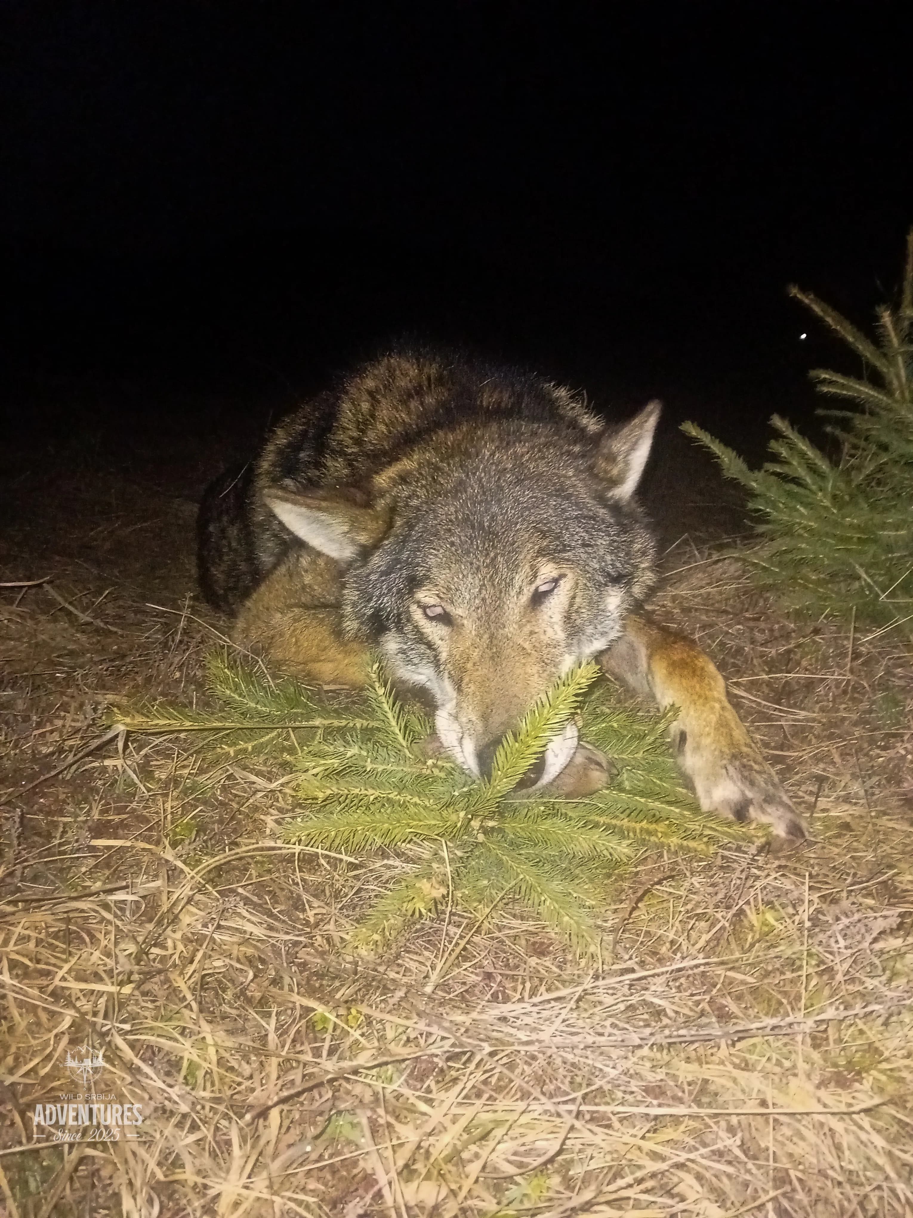 Lov Vuka čekanjem sa toplih čeka - nonexportable trophy 5