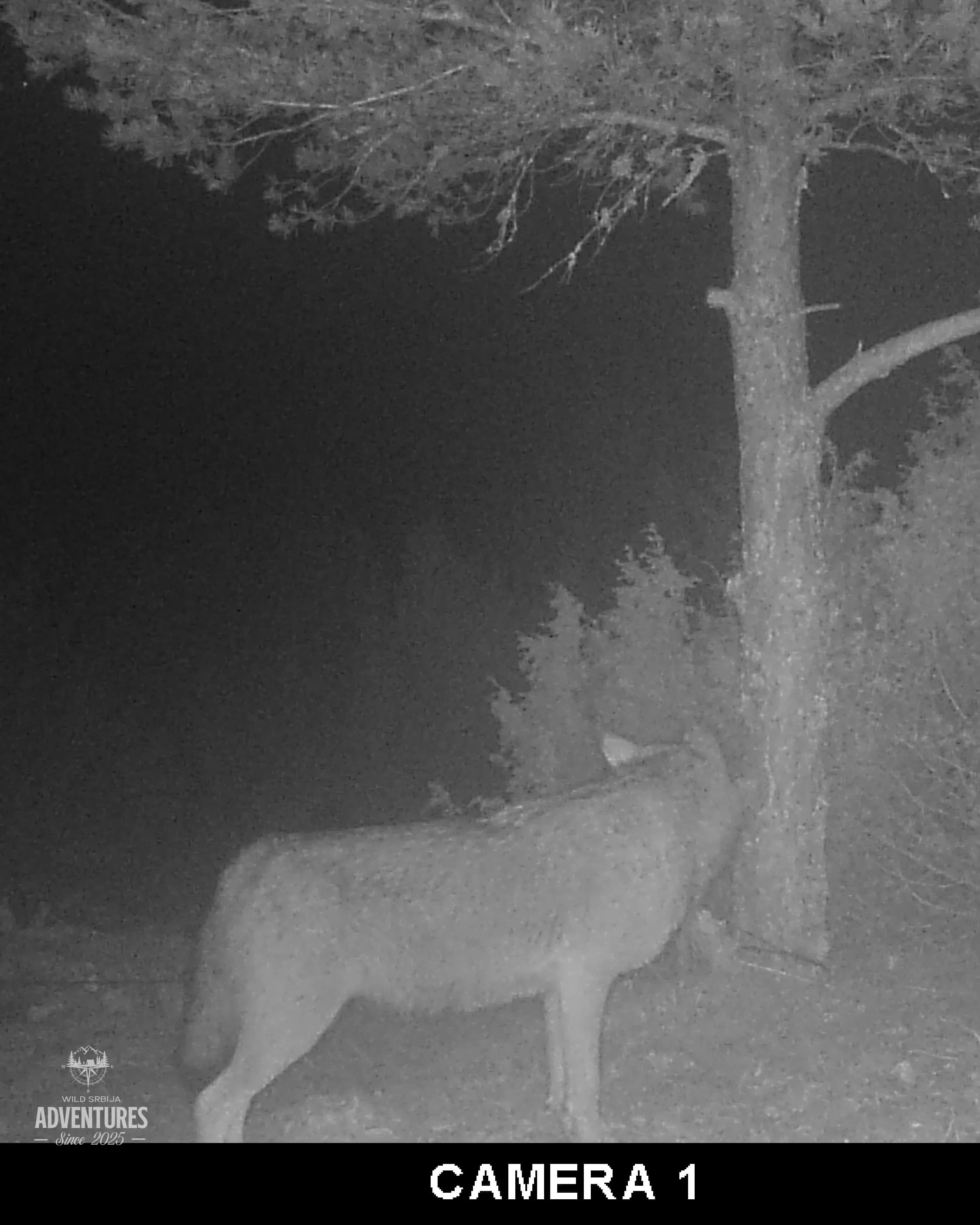 Lov Vuka čekanjem sa toplih čeka - nonexportable trophy 6