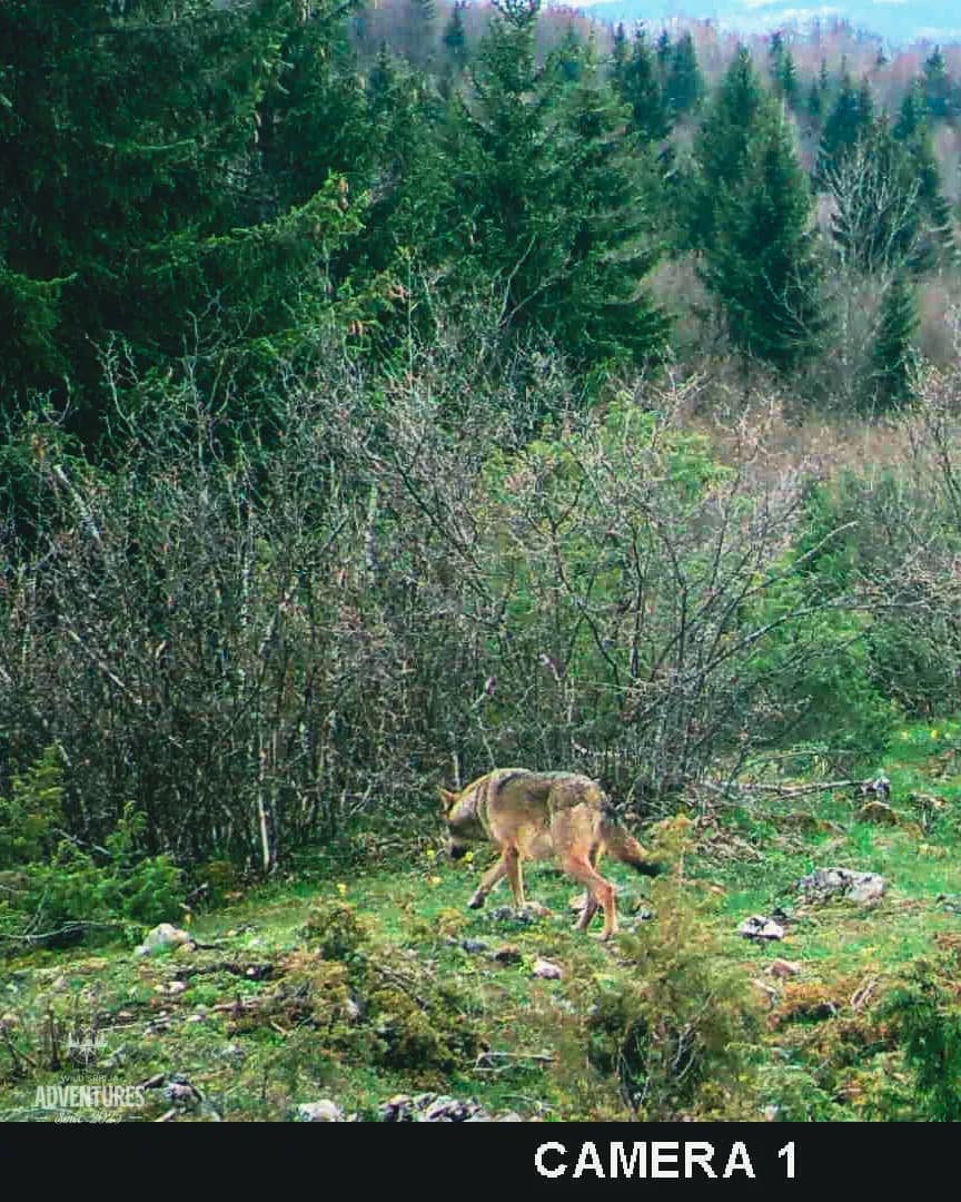 Lov Vuka čekanjem sa toplih čeka - nonexportable trophy 7