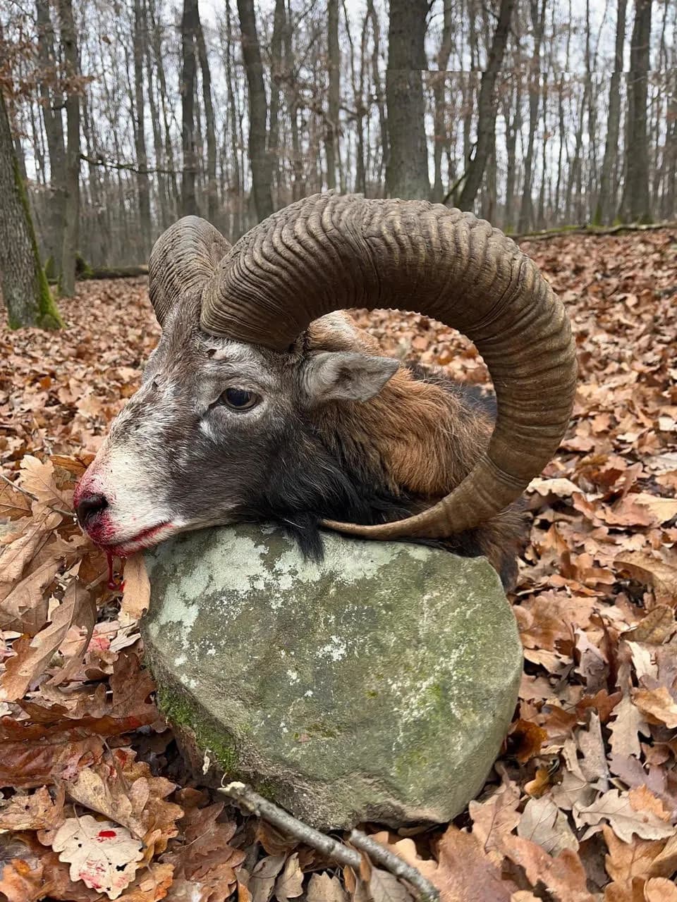 Lov Muflona - Slovačka 2025 - No-limit 3