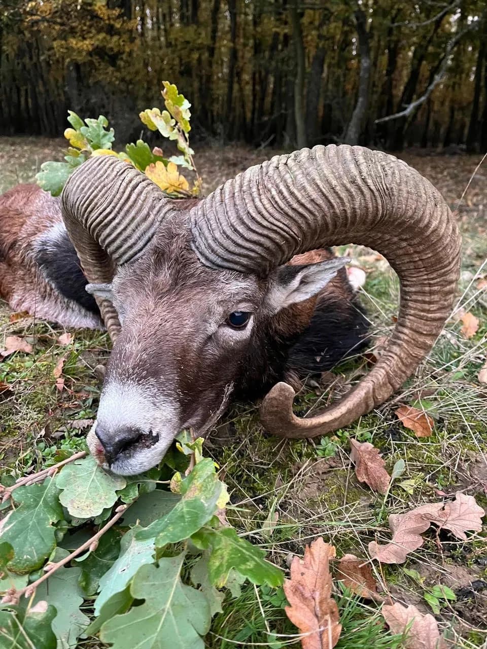 Lov Muflona - Slovačka 2025 - No-limit