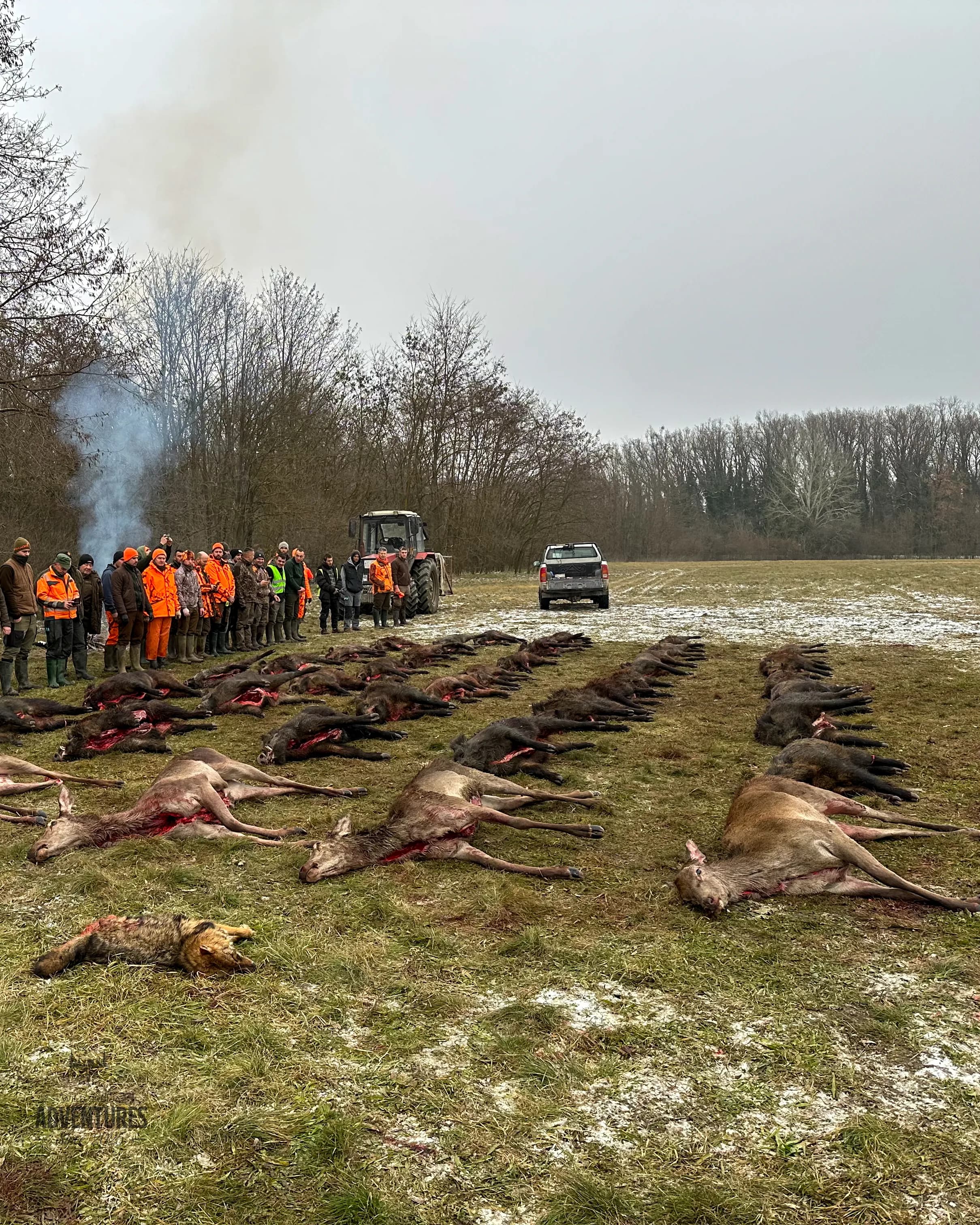 Pogonski Lov na Divlje Svinje, Košute i Telad - Madjarska 10-11.01.2026.