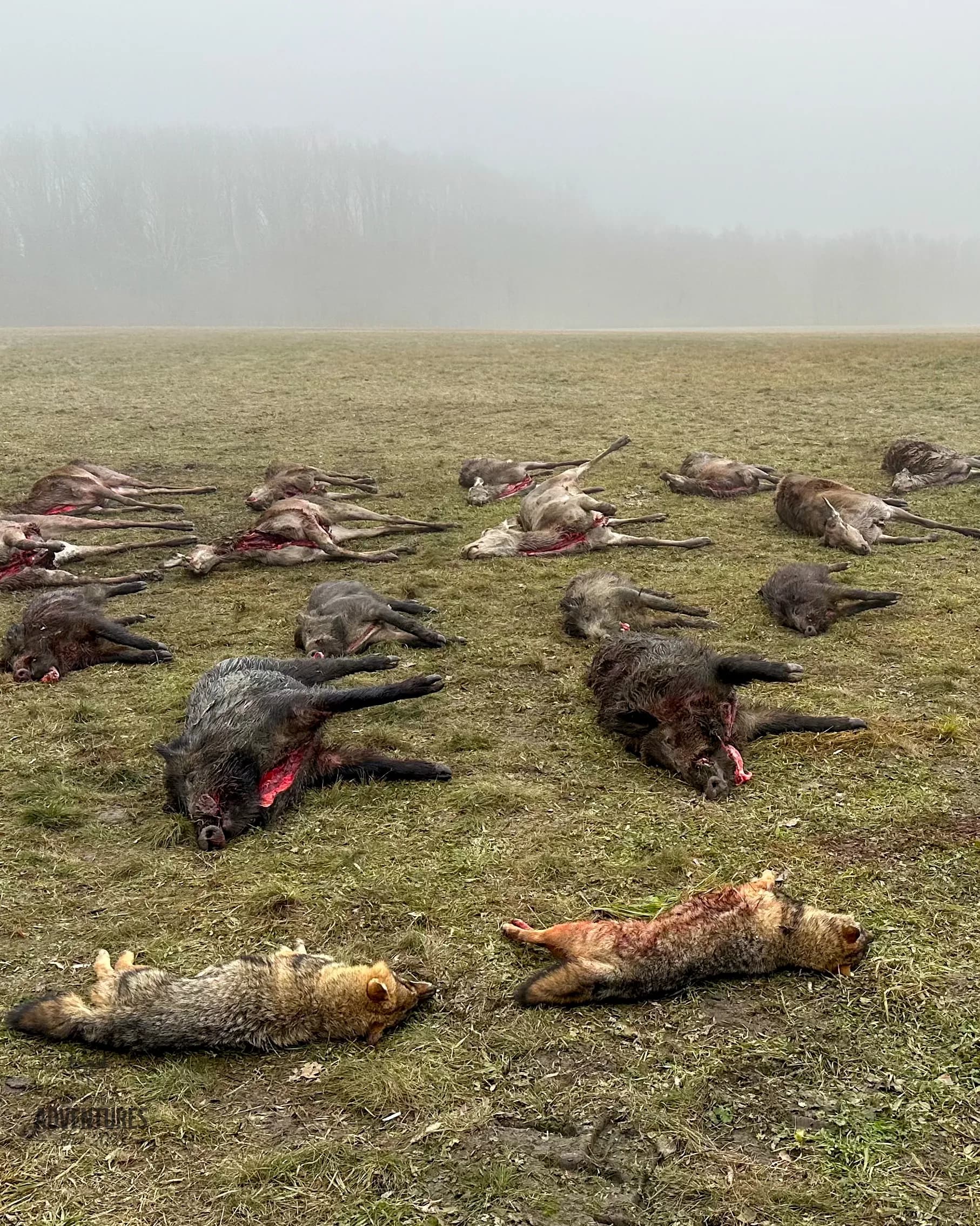 Pogonski Lov na Divlje Svinje, Košute i Telad - Madjarska 10-11.01.2026. 5