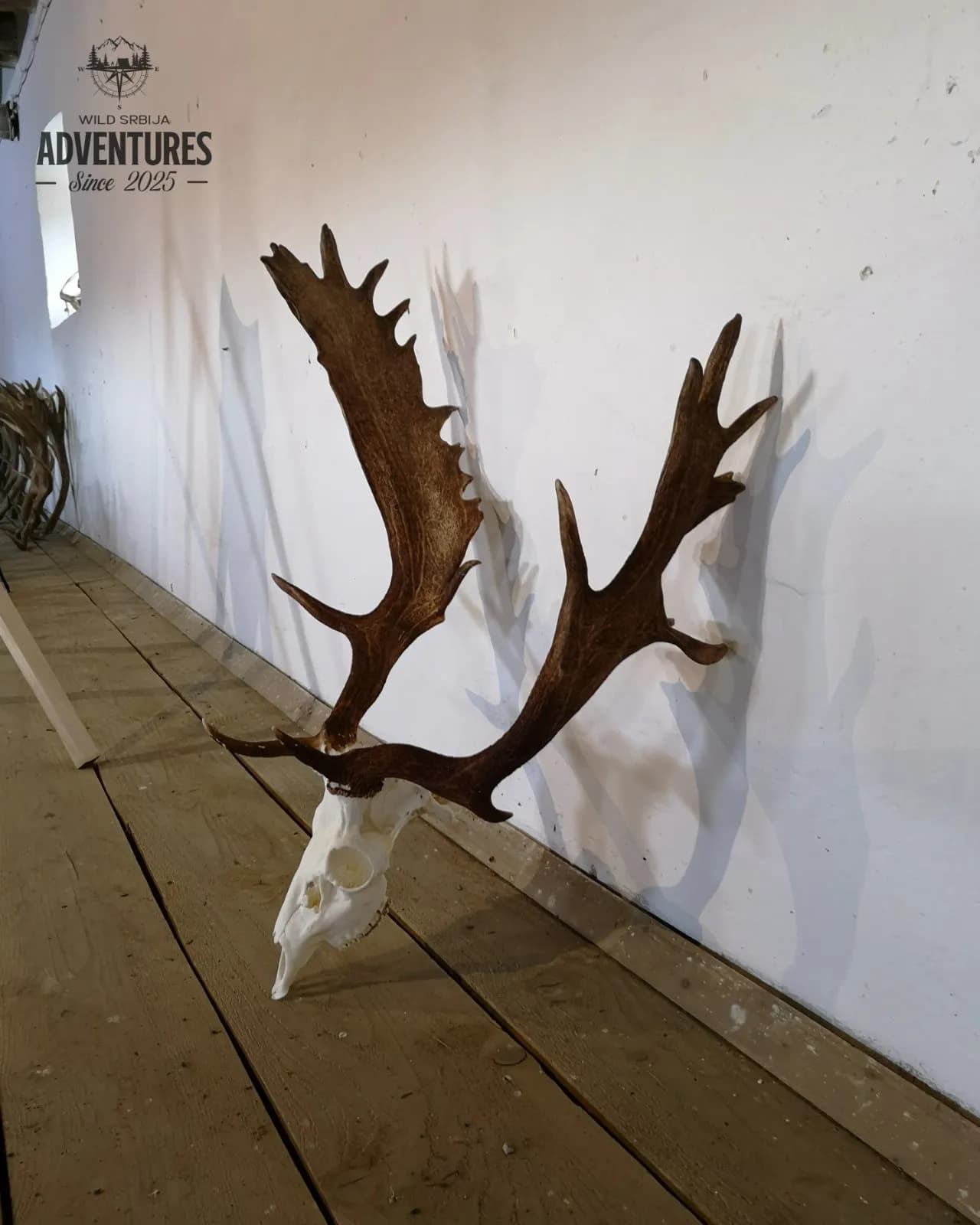 Lov jelena Lopatara do 3kg ALL Inclusive - Madjarska 2025 6