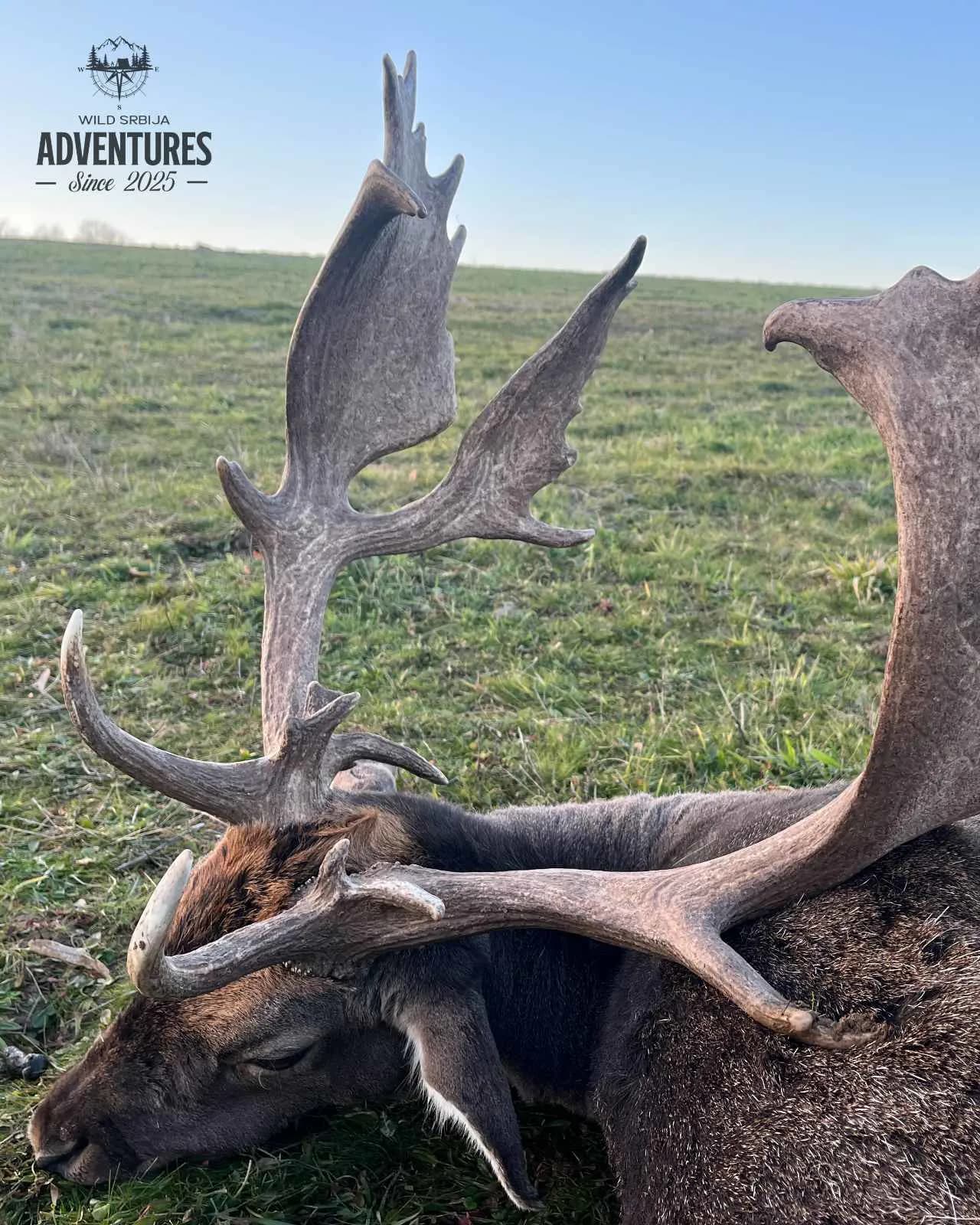 Lov jelena Lopatara do 3kg ALL Inclusive - Madjarska 2025 10