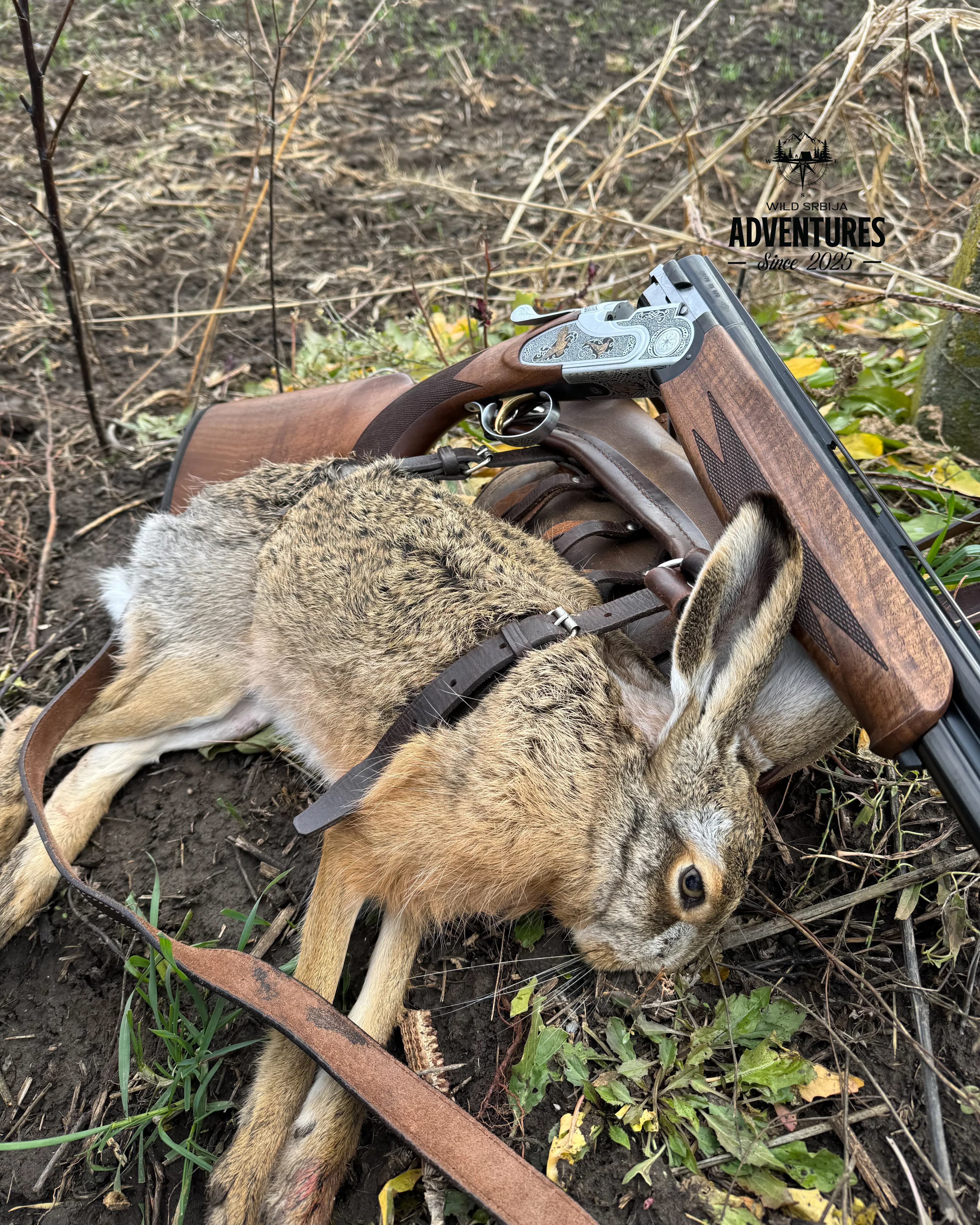 Lov na Zeca Potkovicom u Vojvodini