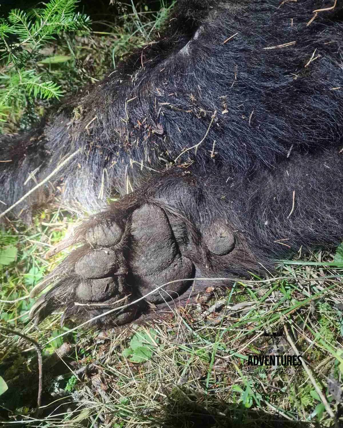 Lov Medveda čekanjem sa toplih čeka - nonexportable trophy 2