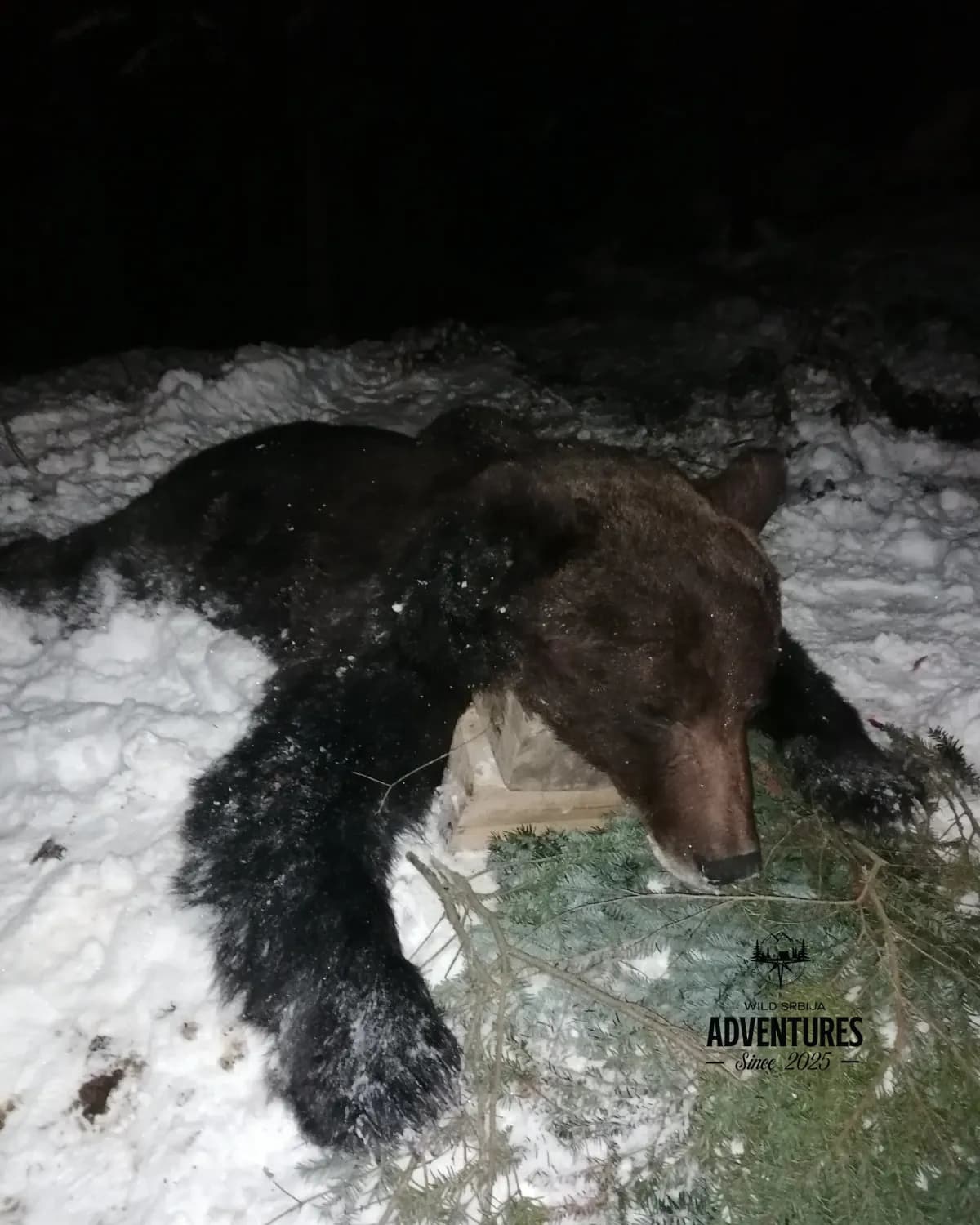 Lov Medveda čekanjem sa toplih čeka - nonexportable trophy 3
