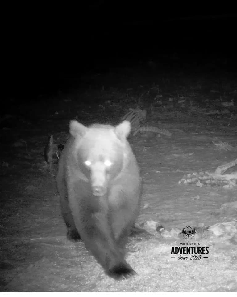 Lov Medveda čekanjem sa toplih čeka - nonexportable trophy 4