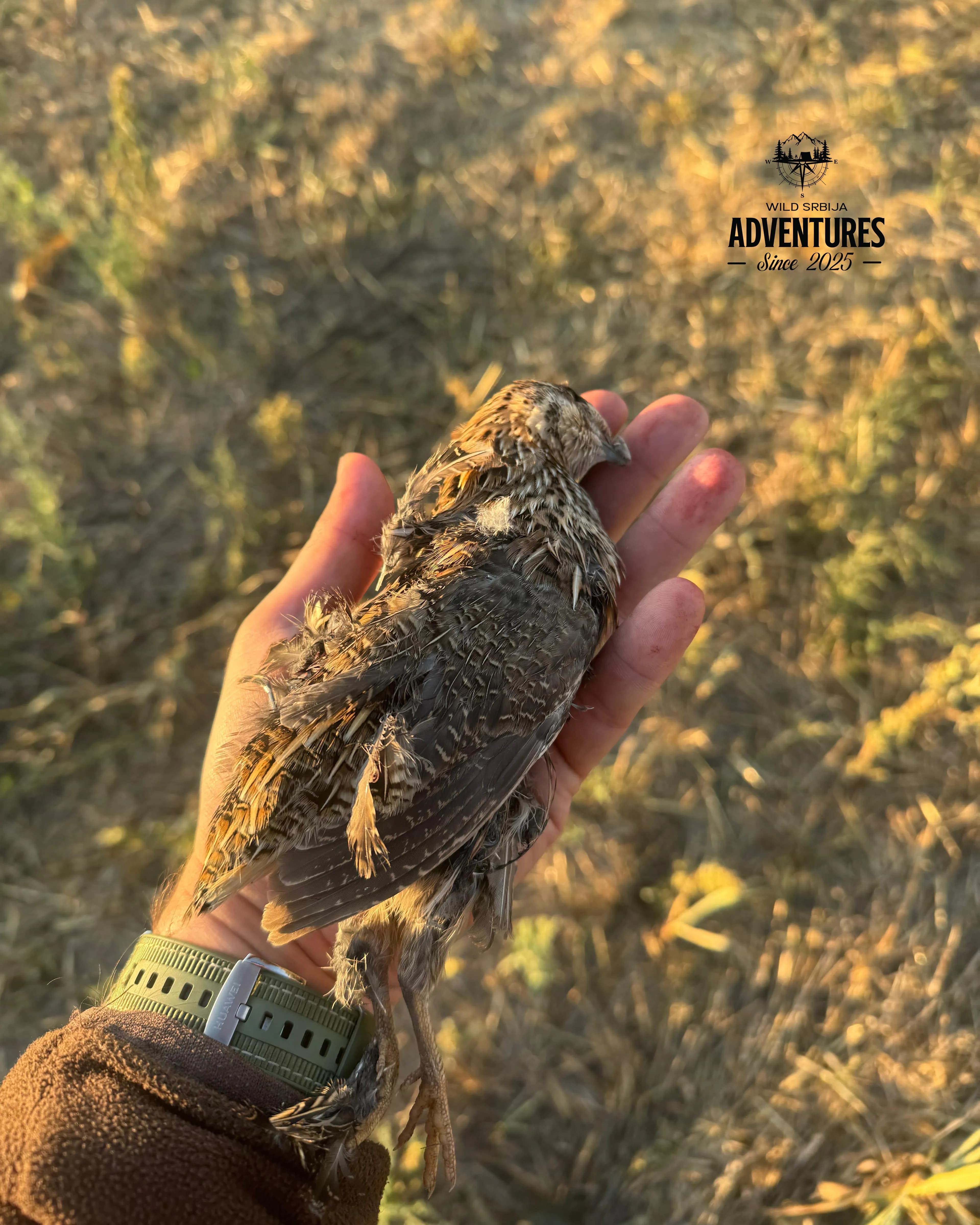 Letnji Lov - Prepelica i Gugutka 2026 All Inclusive