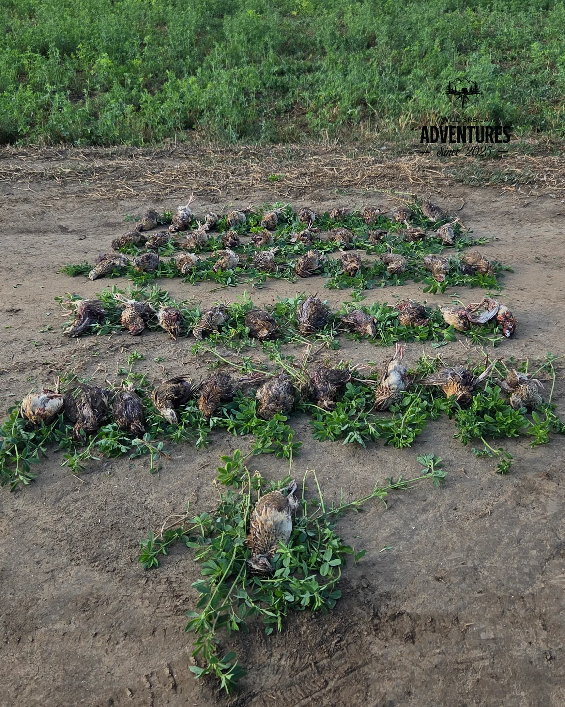 Letnji Lov - Prepelica i Gugutka 2026 All Inclusive 2