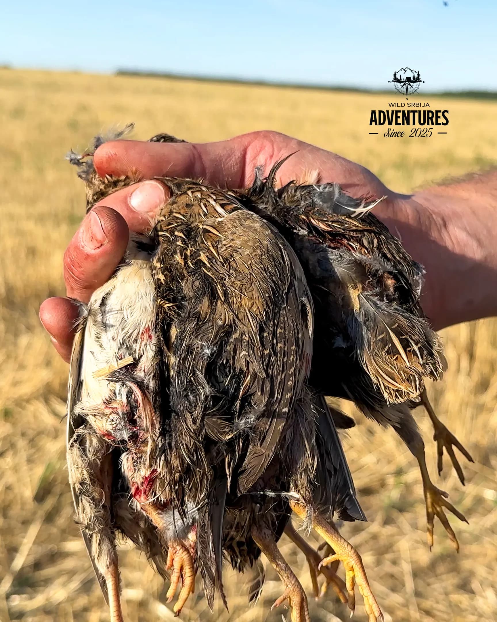 Letnji Lov - Prepelica i Gugutka 2026 All Inclusive 6