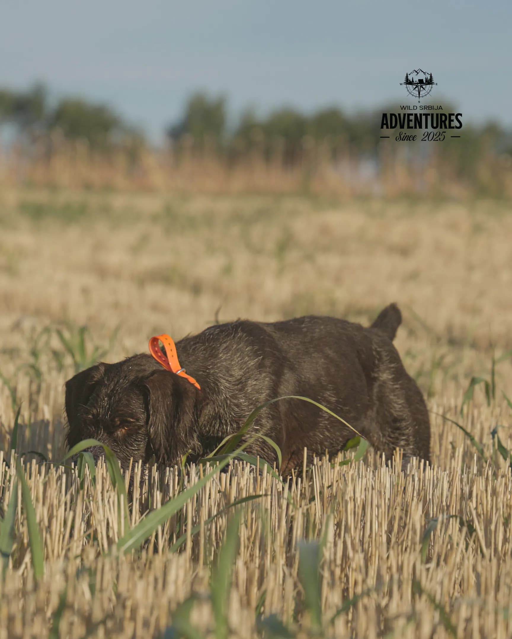 Letnji Lov - Prepelica i Gugutka 2026 All Inclusive 7