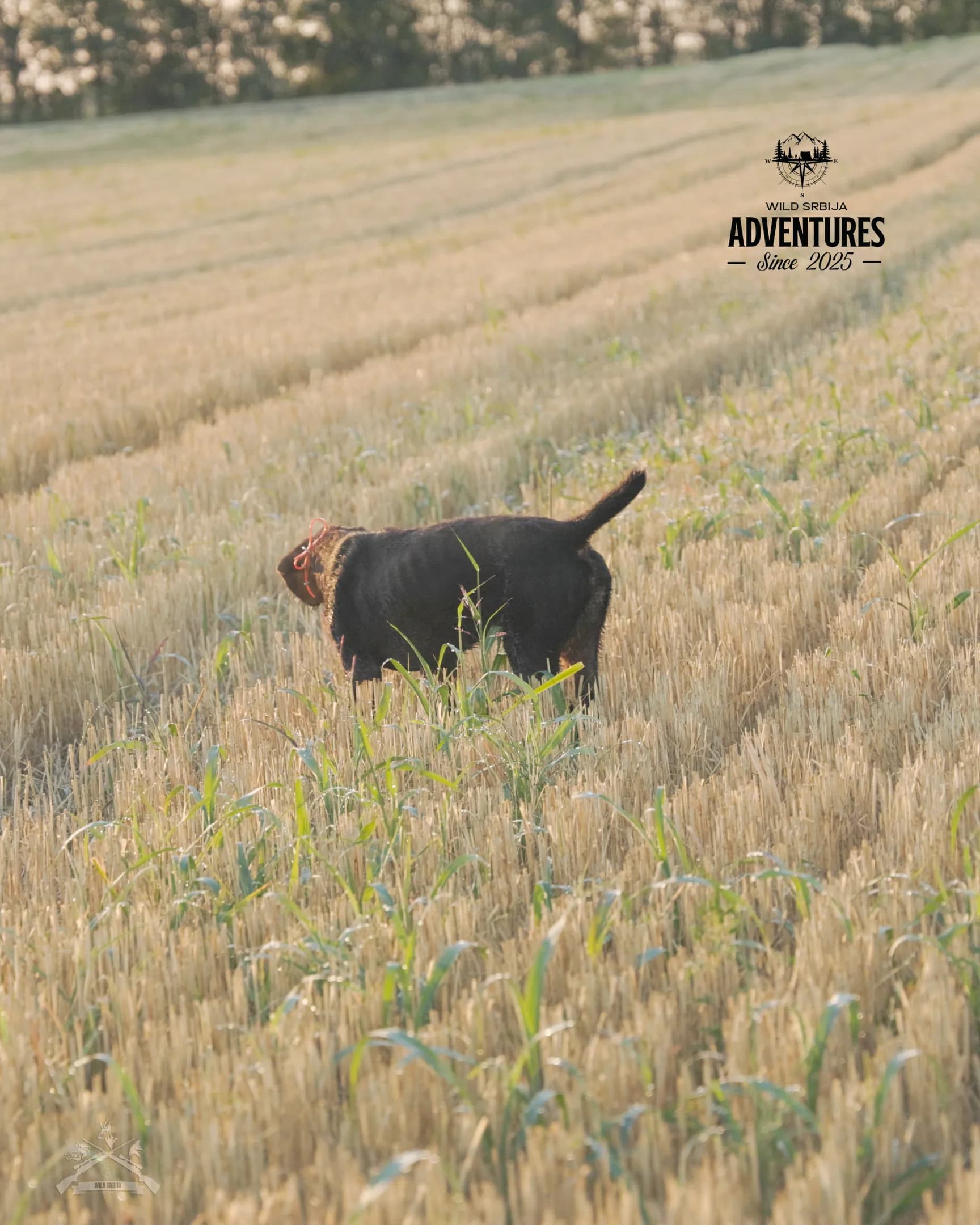 Letnji Lov - Prepelica i Gugutka 2026 All Inclusive 11