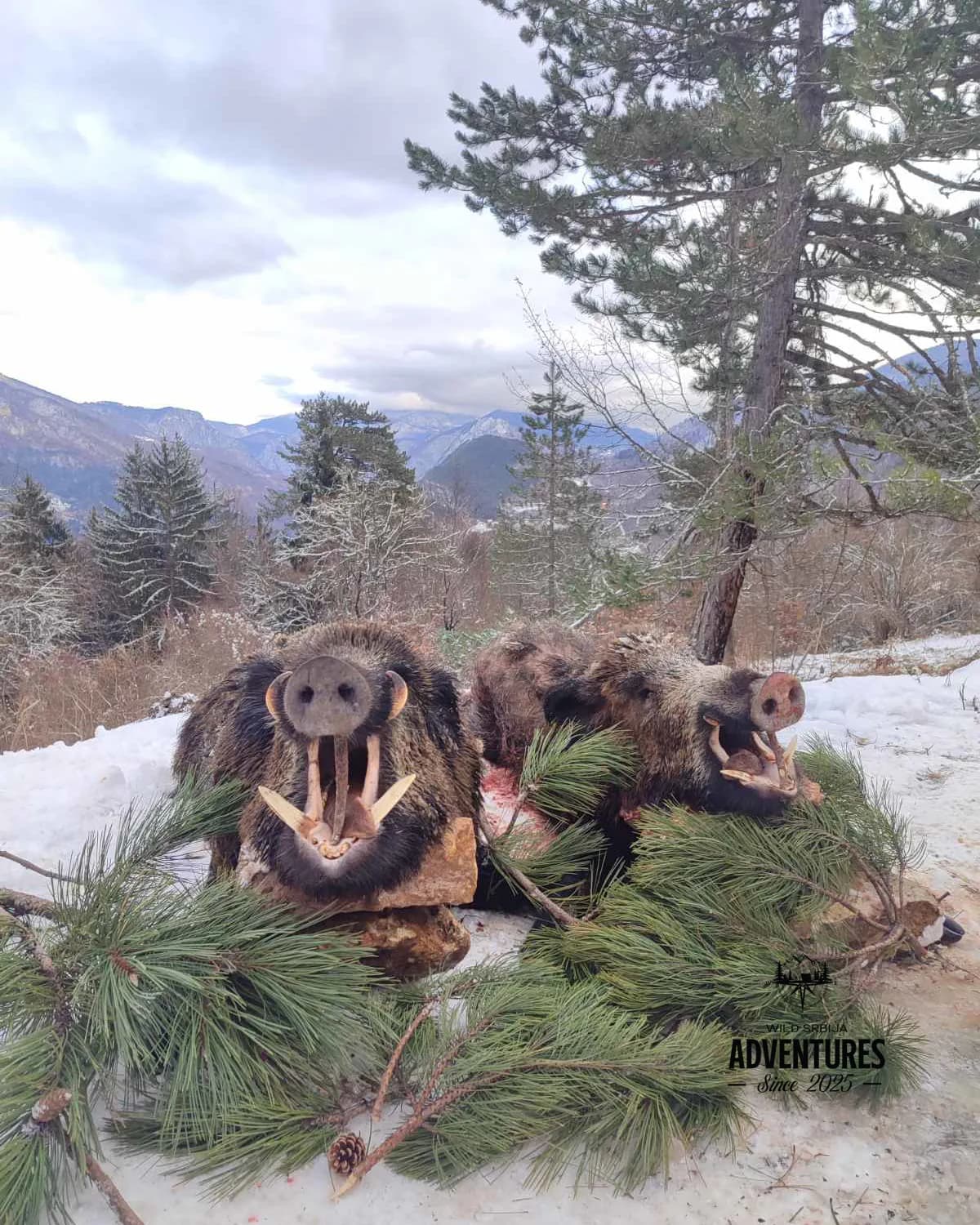 Planinski Lov Divljih Svinja Pogonom sa psima 4