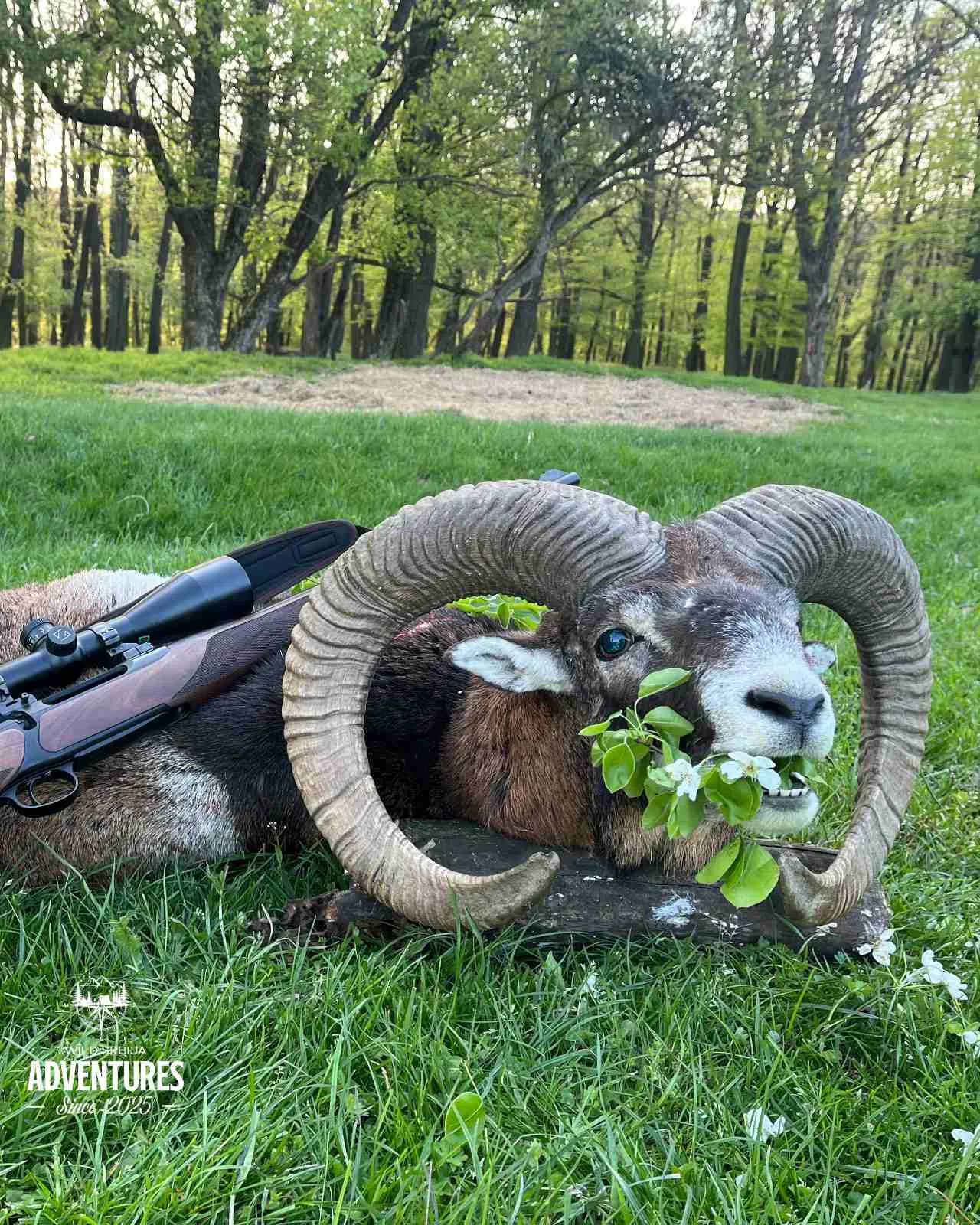 Lov Jelena Lopatara i Muflona - Slovačka 2025