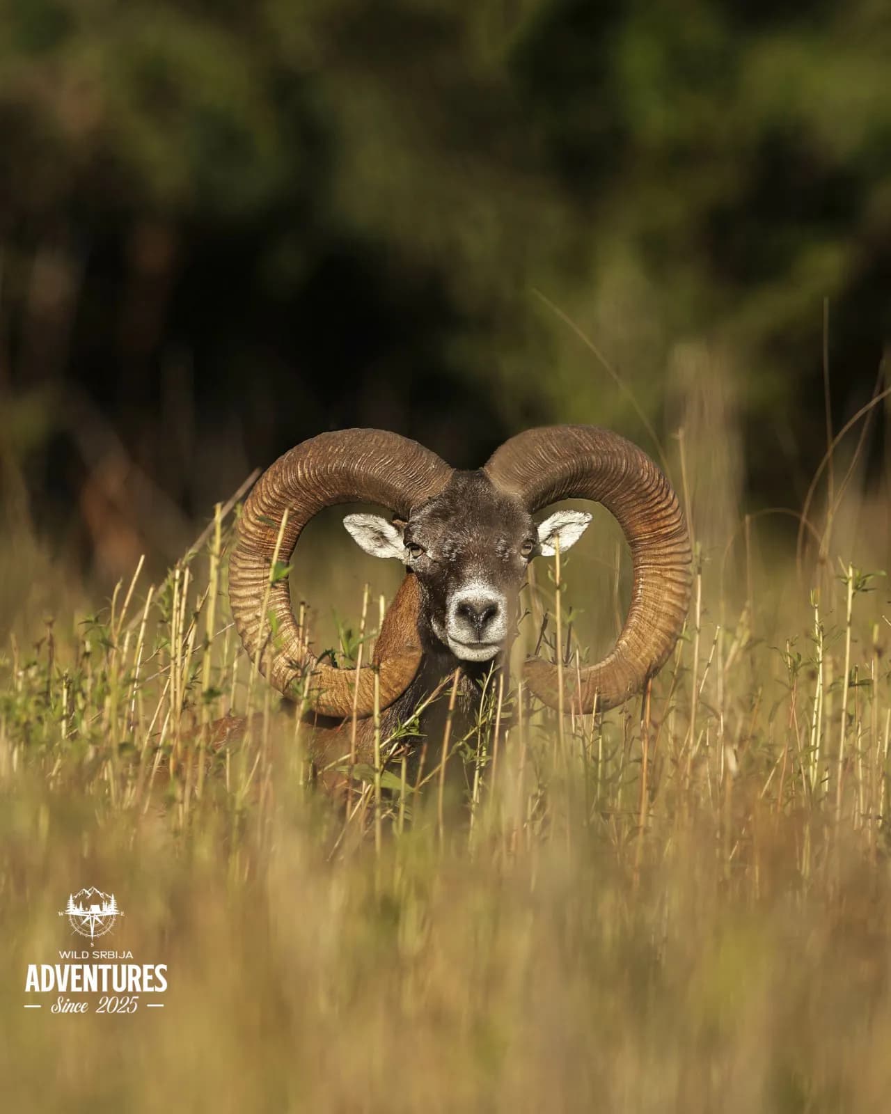 Lov Jelena Lopatara i Muflona - Slovačka 2025 8