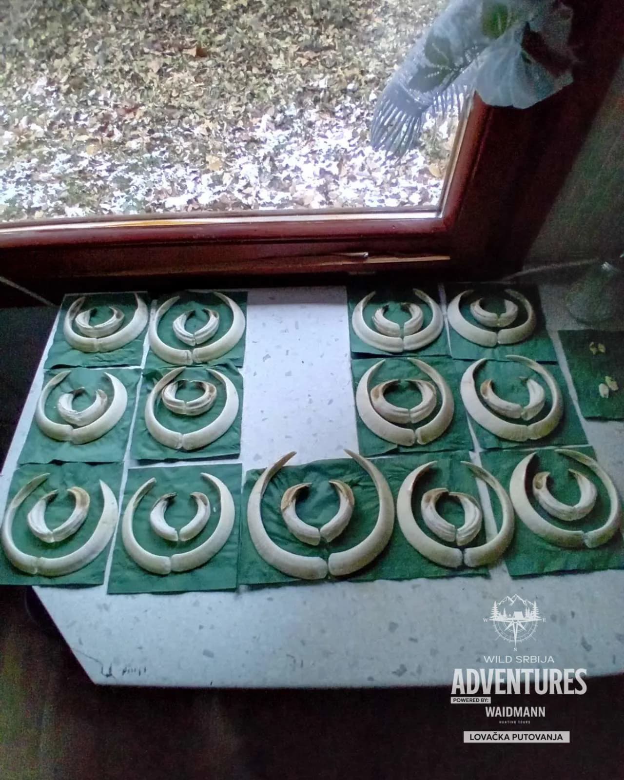 VIP Pogonski Lov na Divlje svinje - Zatvoreno lovište 3