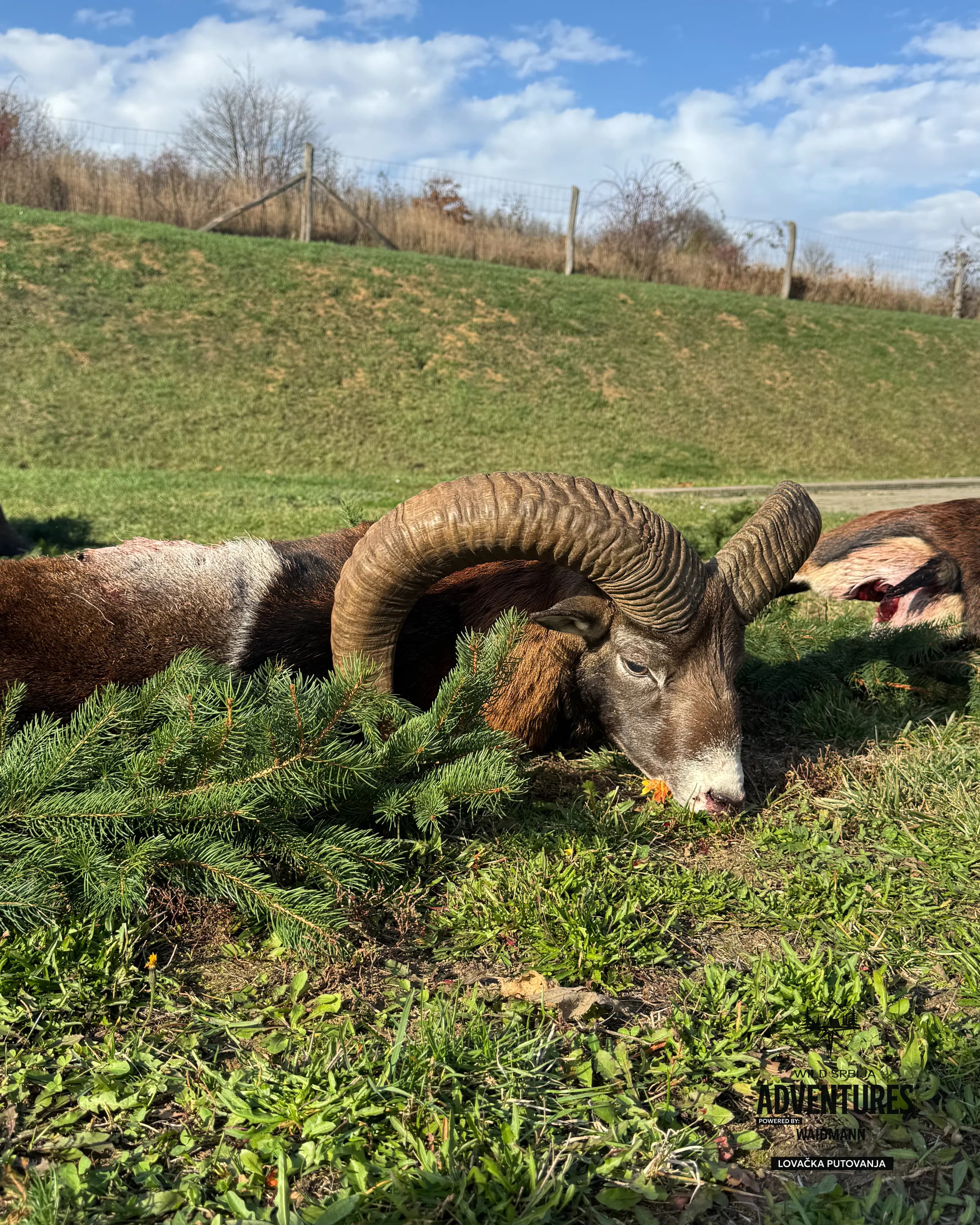 Lov Muflona - Madjarska 2025 11