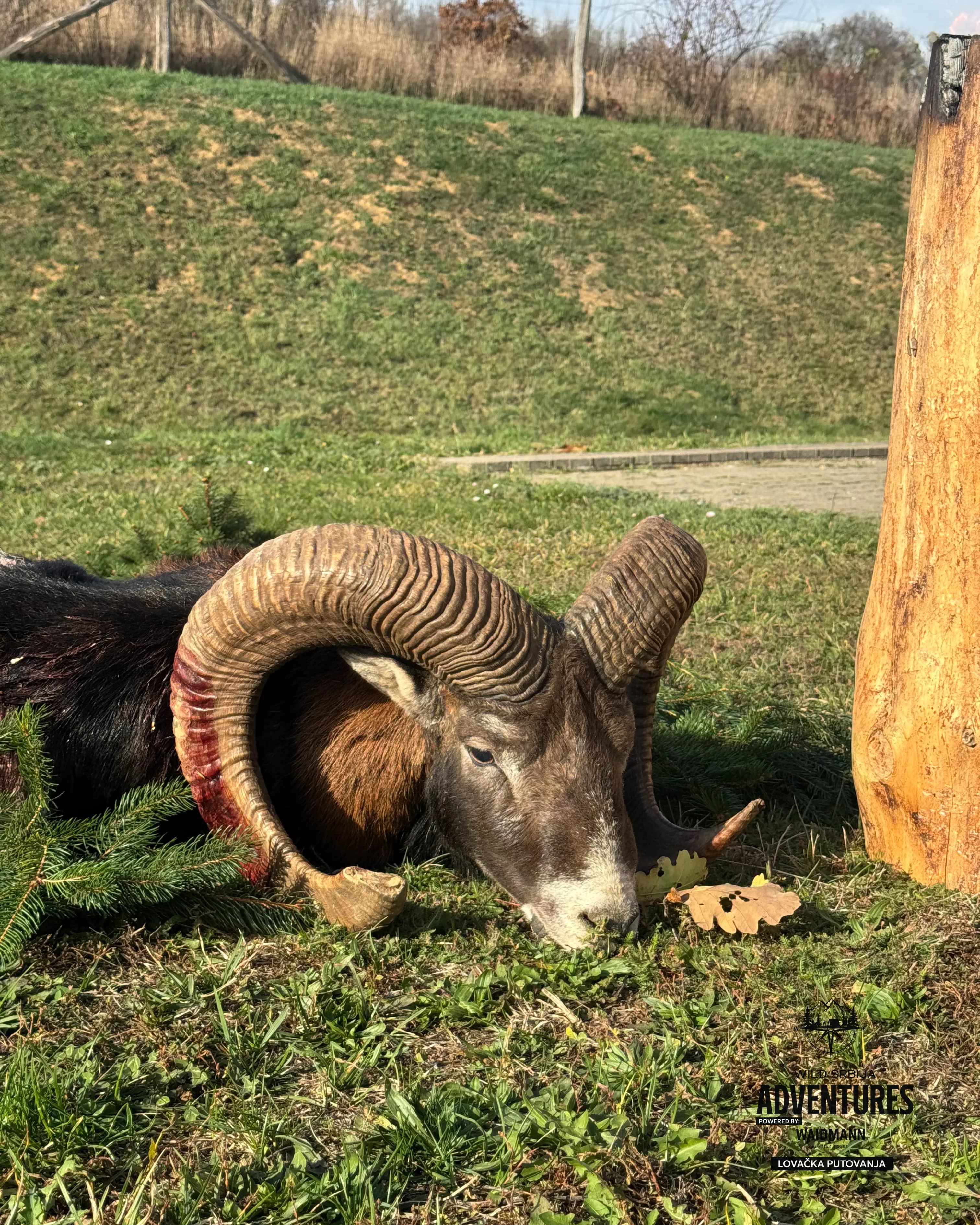 Lov Muflona - Madjarska 2025 12