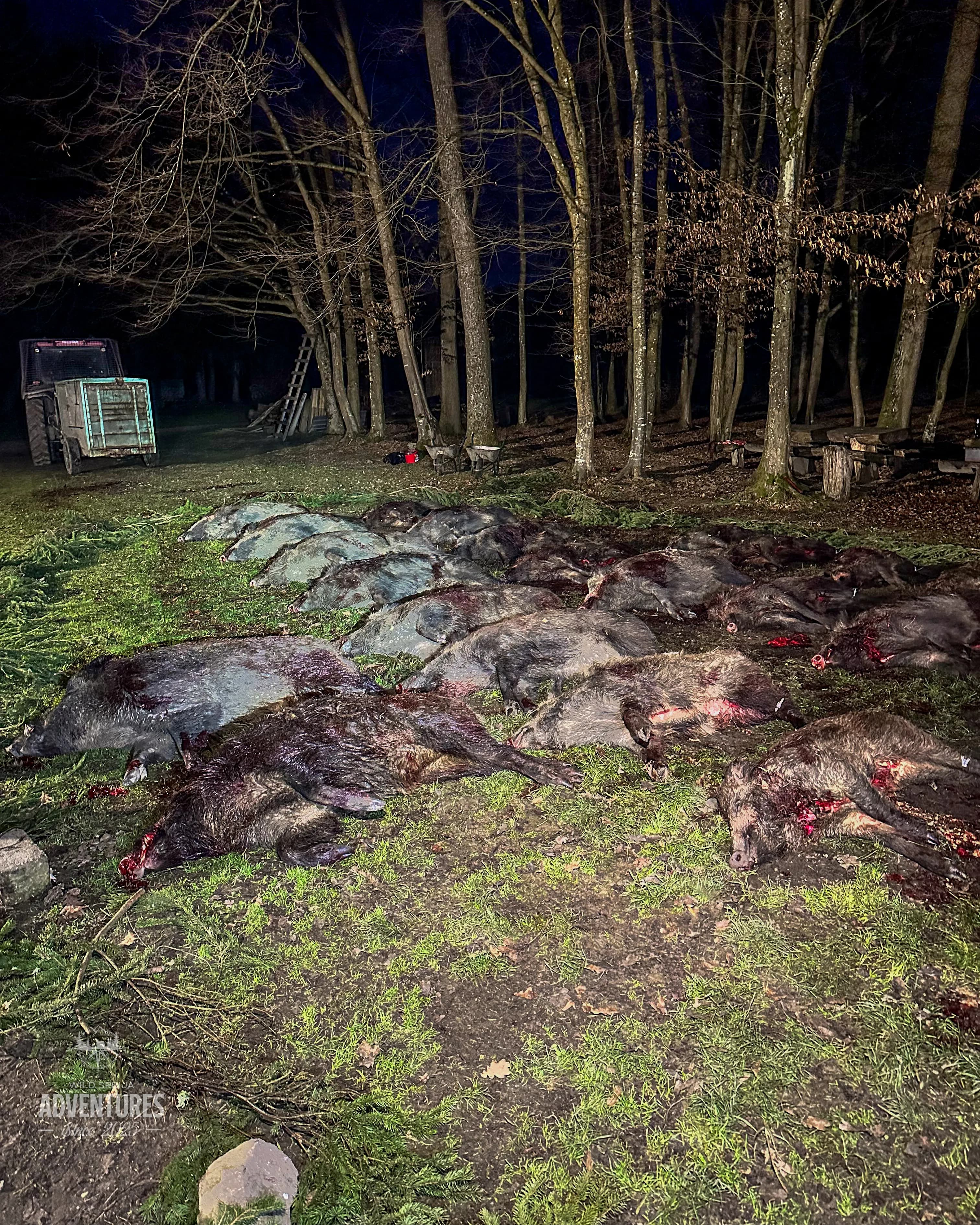 Pogonski Lov na Divlje Svinje - Hrvatska 15.01.2027.