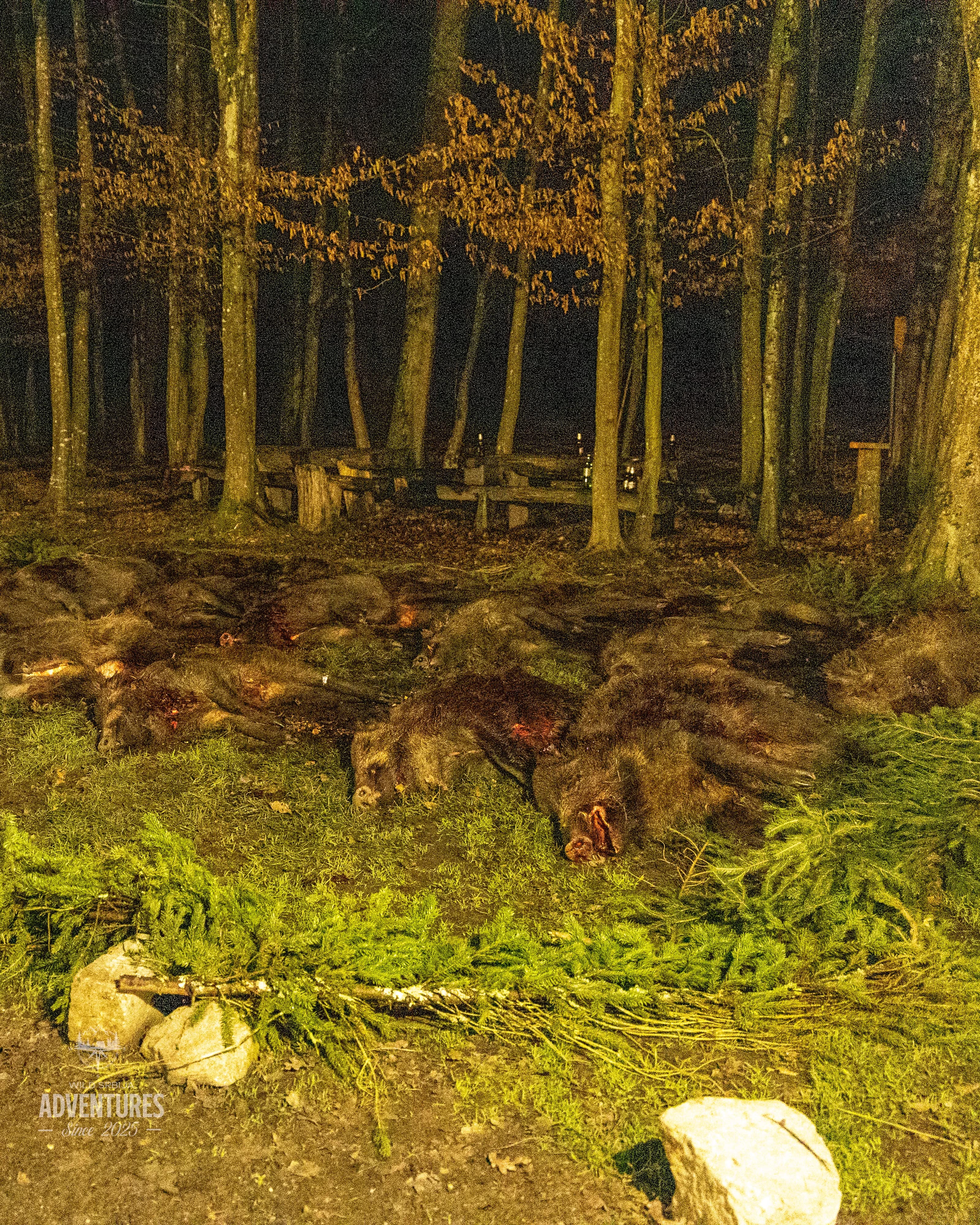 Pogonski Lov na Divlje Svinje - Hrvatska 15.01.2027. 4