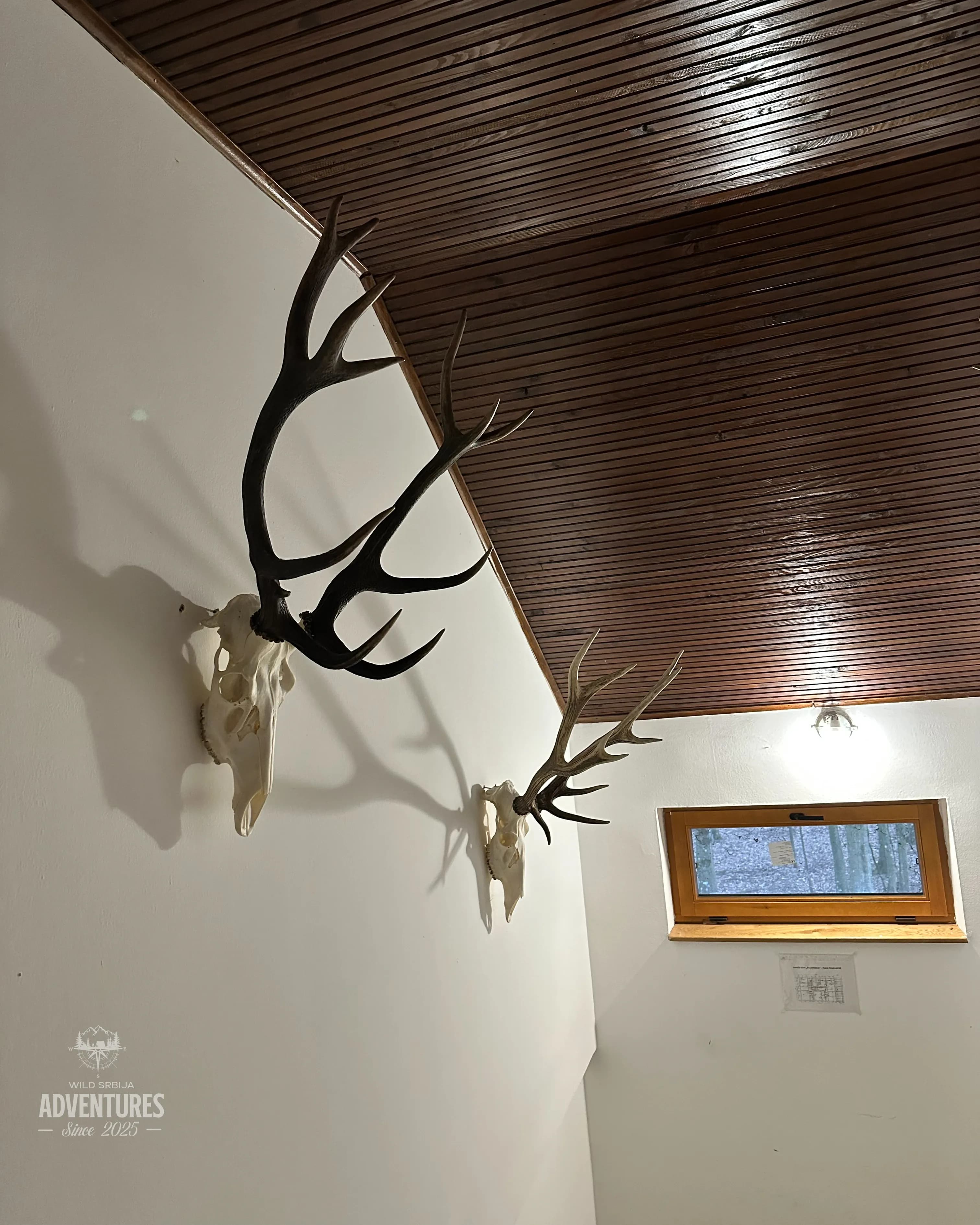 Pogonski Lov na Divlje Svinje - Hrvatska 15.01.2027. 9