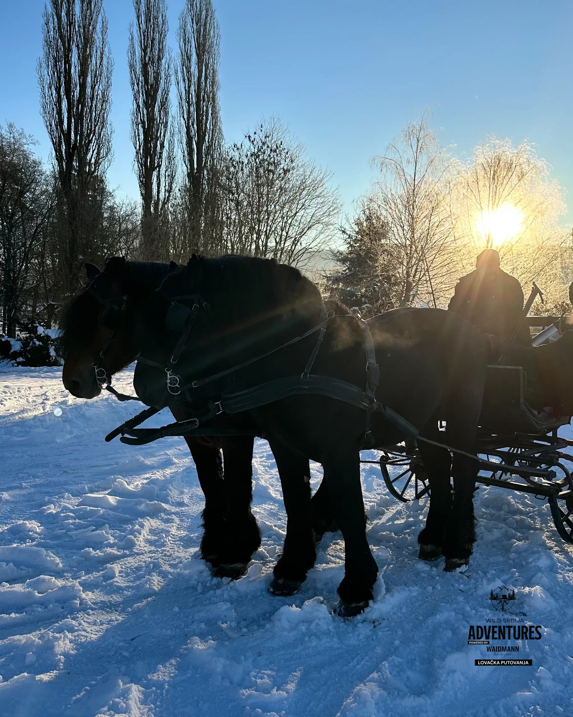 Lov Jelena Lopatara/Muflona/Evropskog Jelena - Madjarska 6