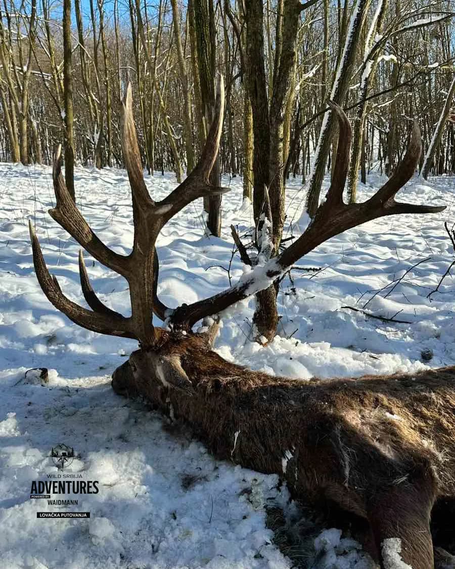 Lov Jelena Lopatara/Muflona/Evropskog Jelena - Madjarska 7