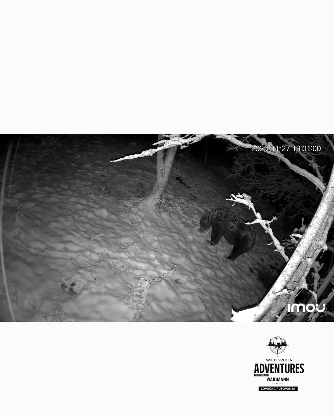 Lov Medveda čekanjem sa toplih čeka - nonexportable trophy 8